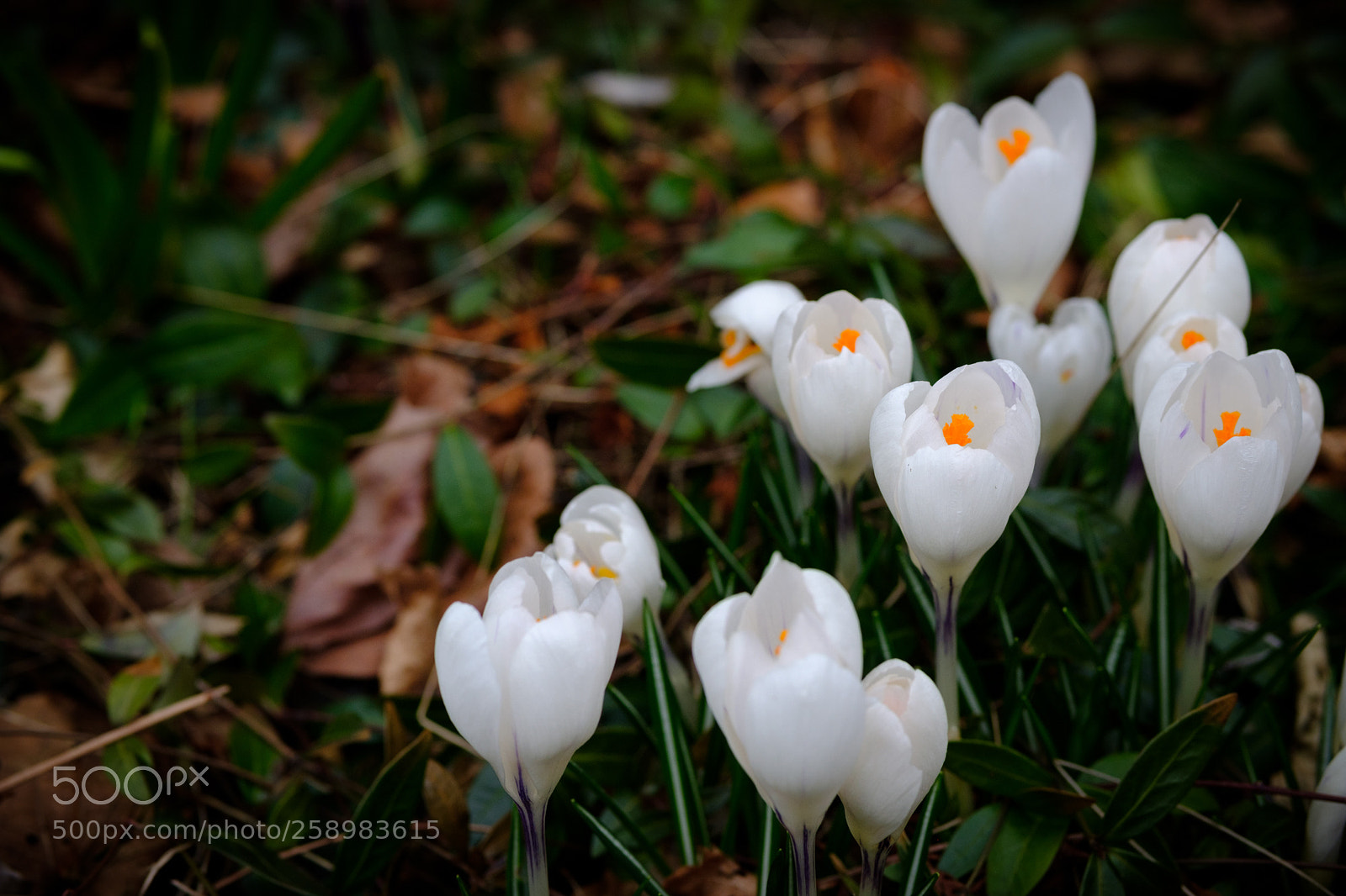 Fujifilm X-E3 sample photo. First flowers of 2018 photography