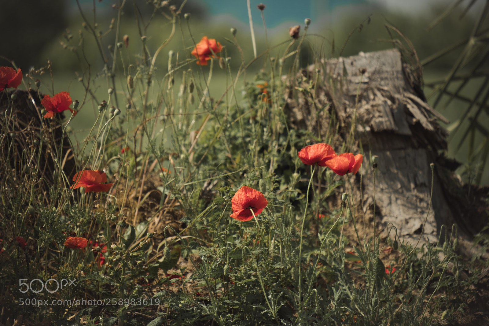 Fujifilm X-E3 sample photo. Papaveri in campagna photography