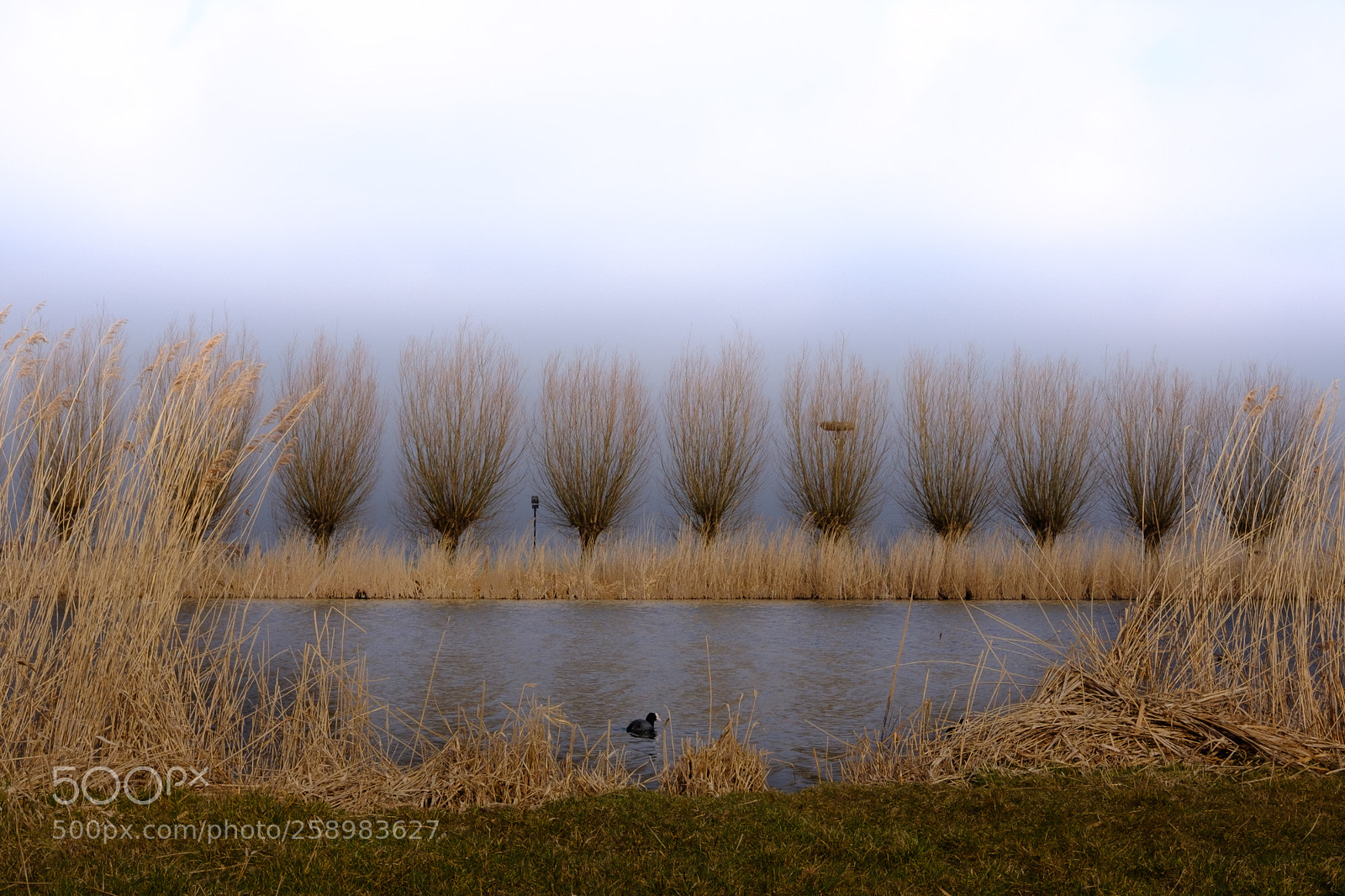 Fujifilm X-E3 sample photo. Spring in the netherlands photography
