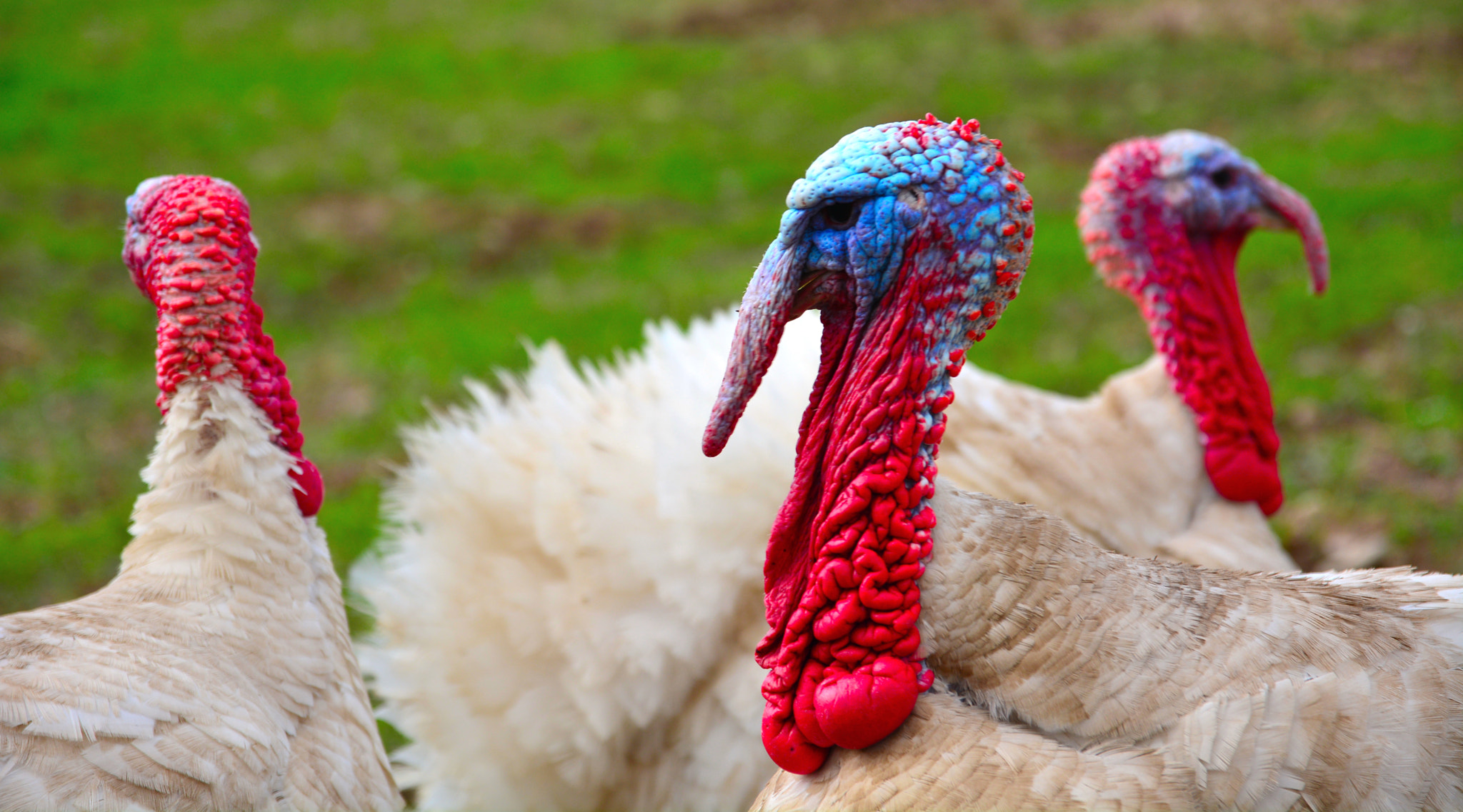 Nikon D7100 sample photo. White turkey photography