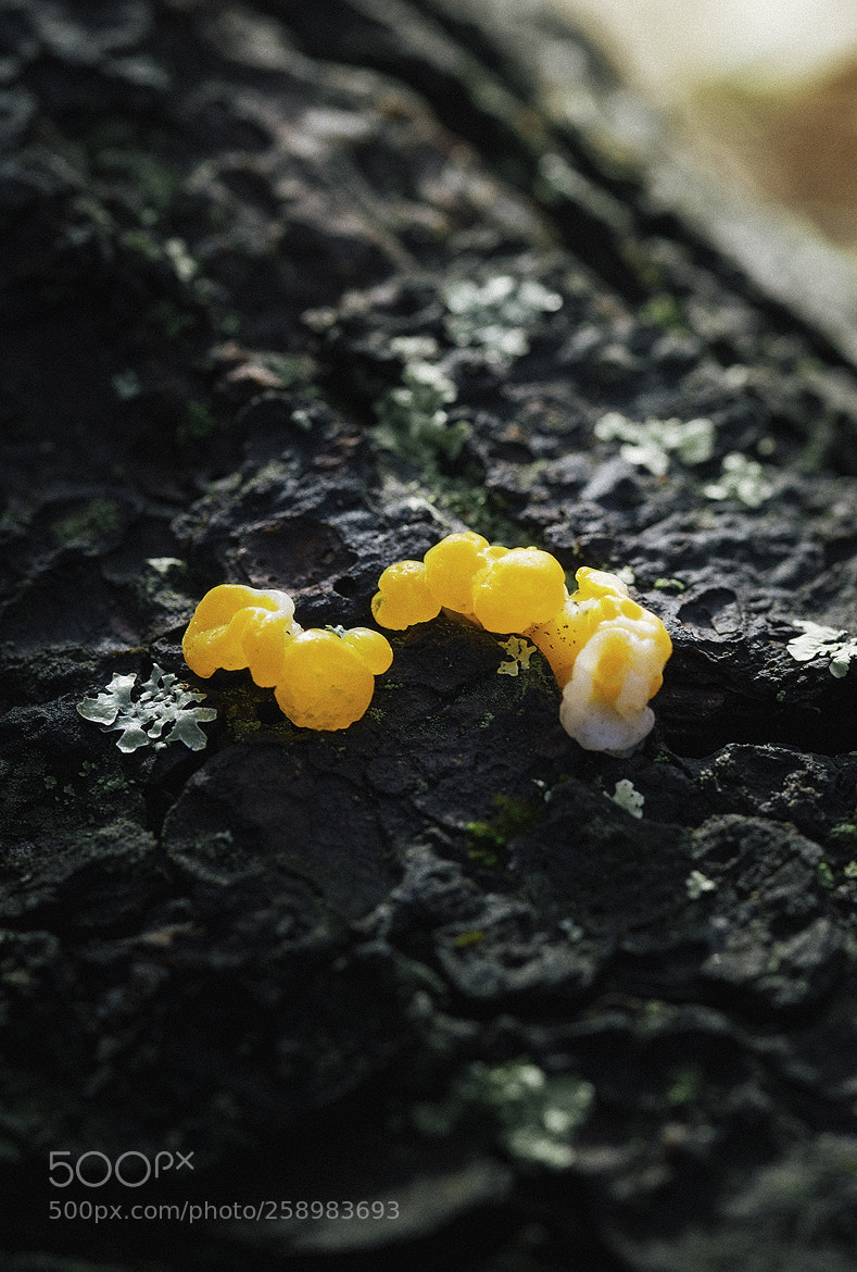Nikon D600 sample photo. Ward photography