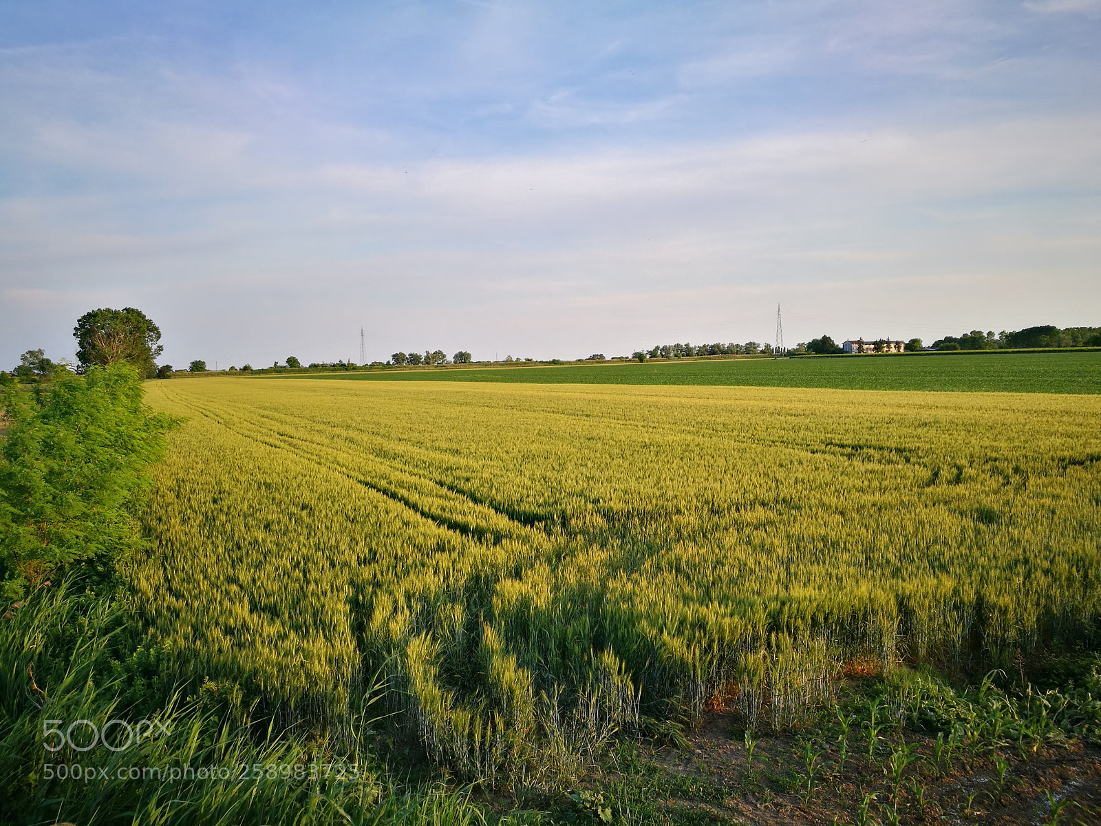 HUAWEI P9 sample photo. Corn field photography