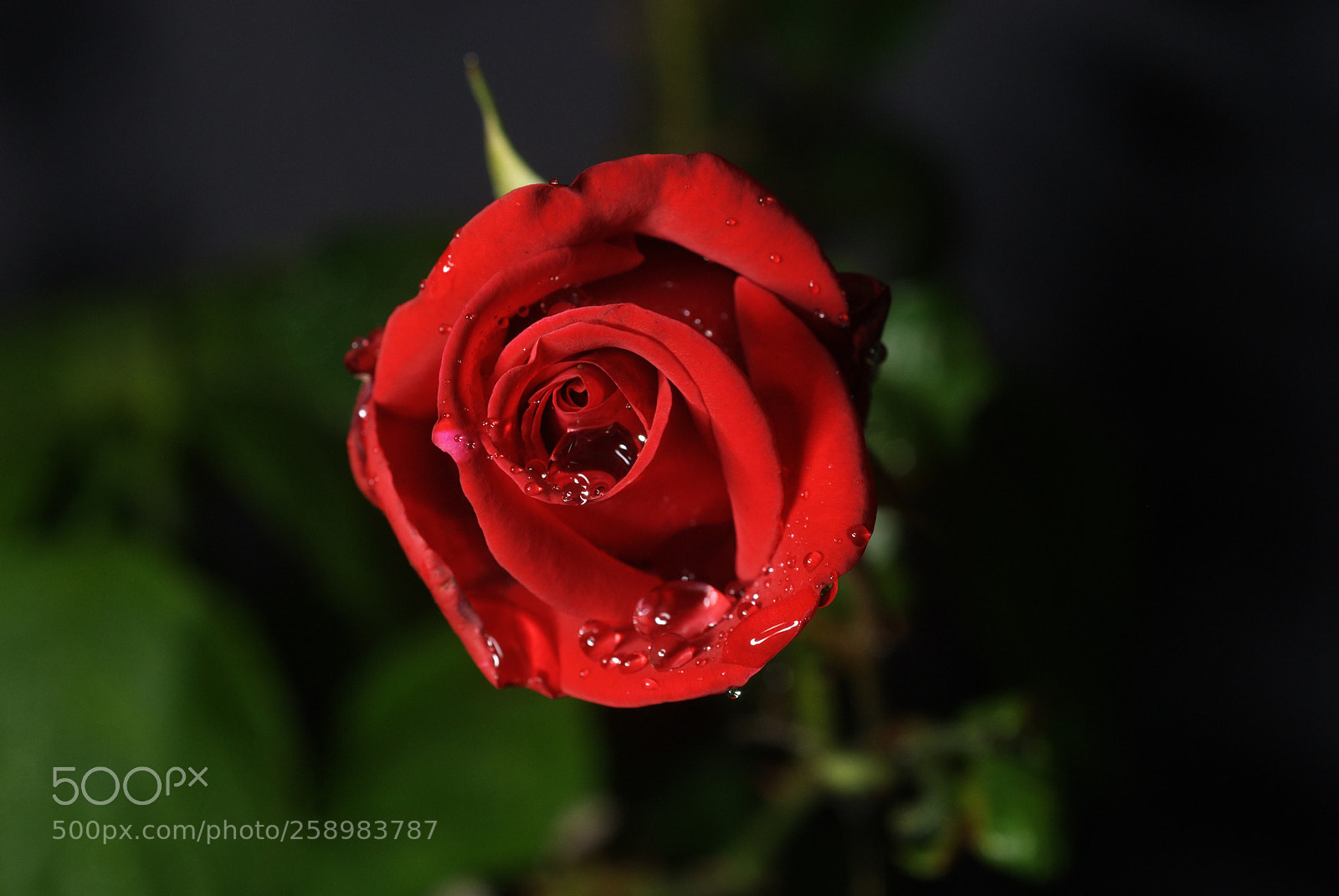 Nikon D200 sample photo. Rain than rose photography