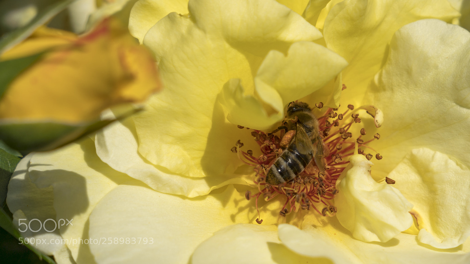 Sony a7R III sample photo. Let's make honey photography