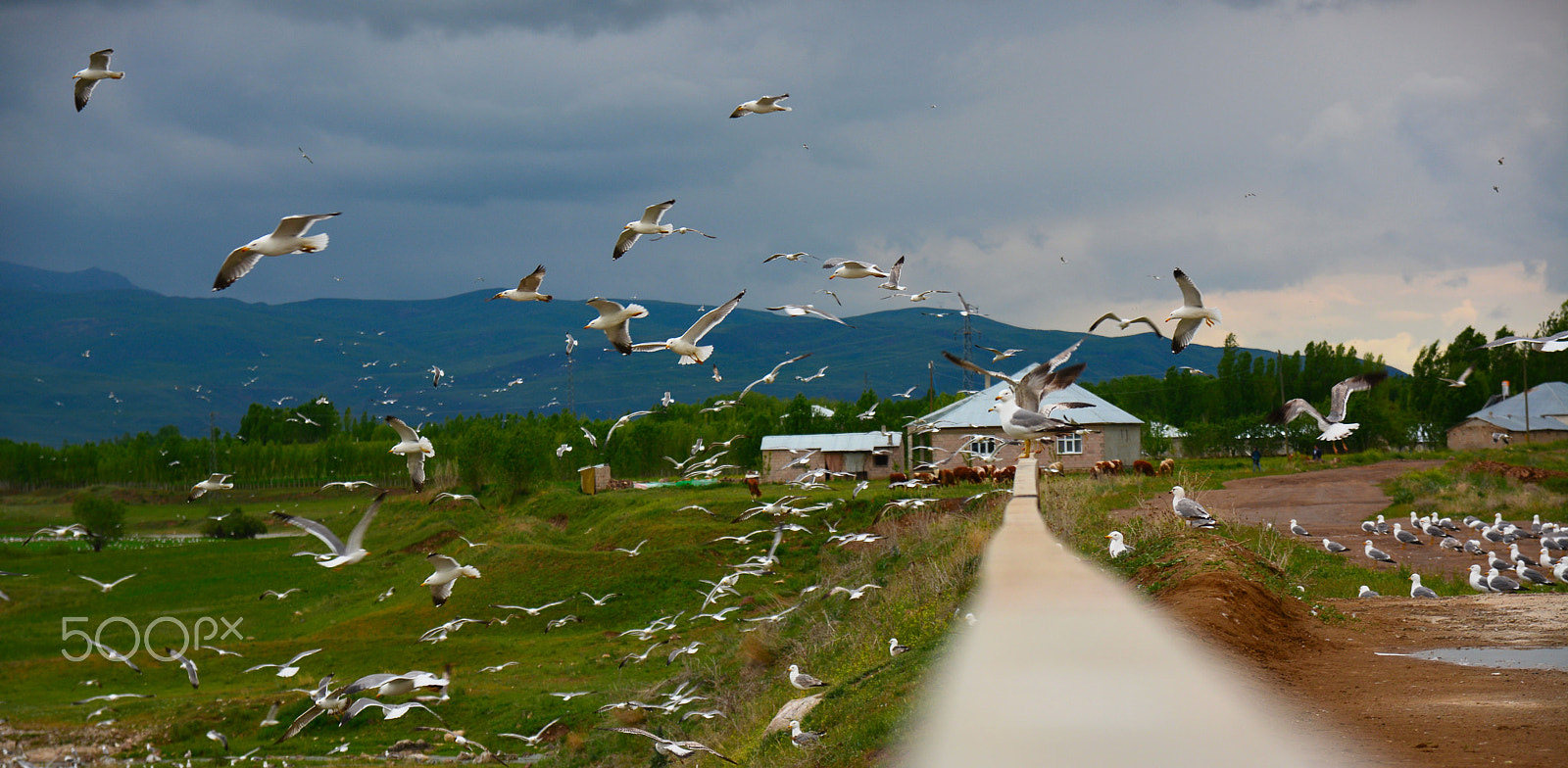 Nikon D7100 sample photo. Seagull photography