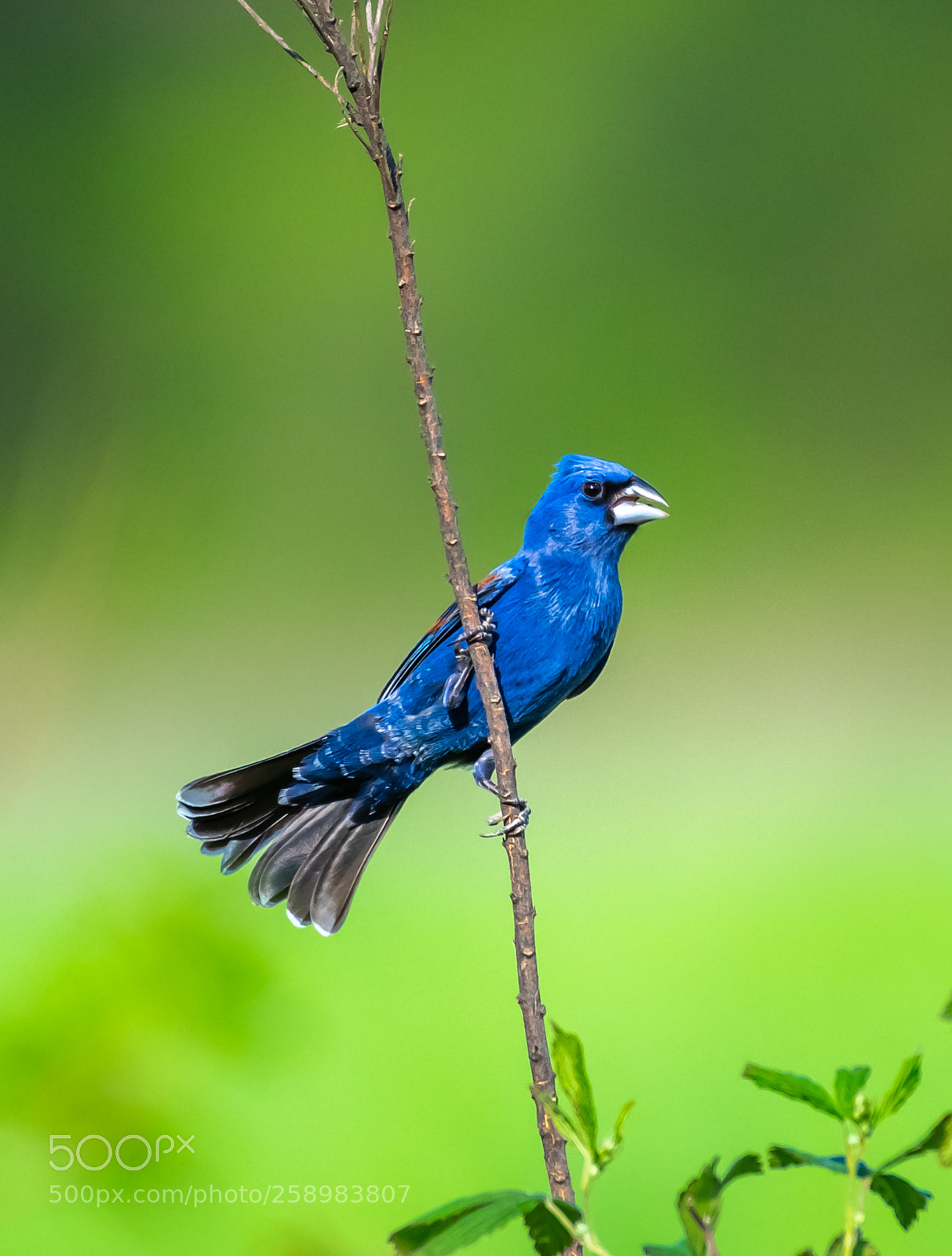Nikon D850 sample photo. Indigo bunting photography