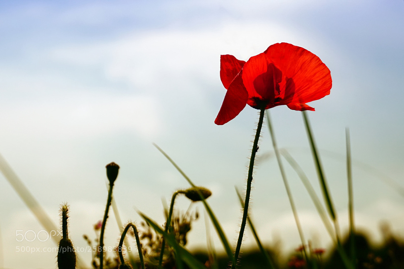 Sony a6000 sample photo. Single corn poppy photography