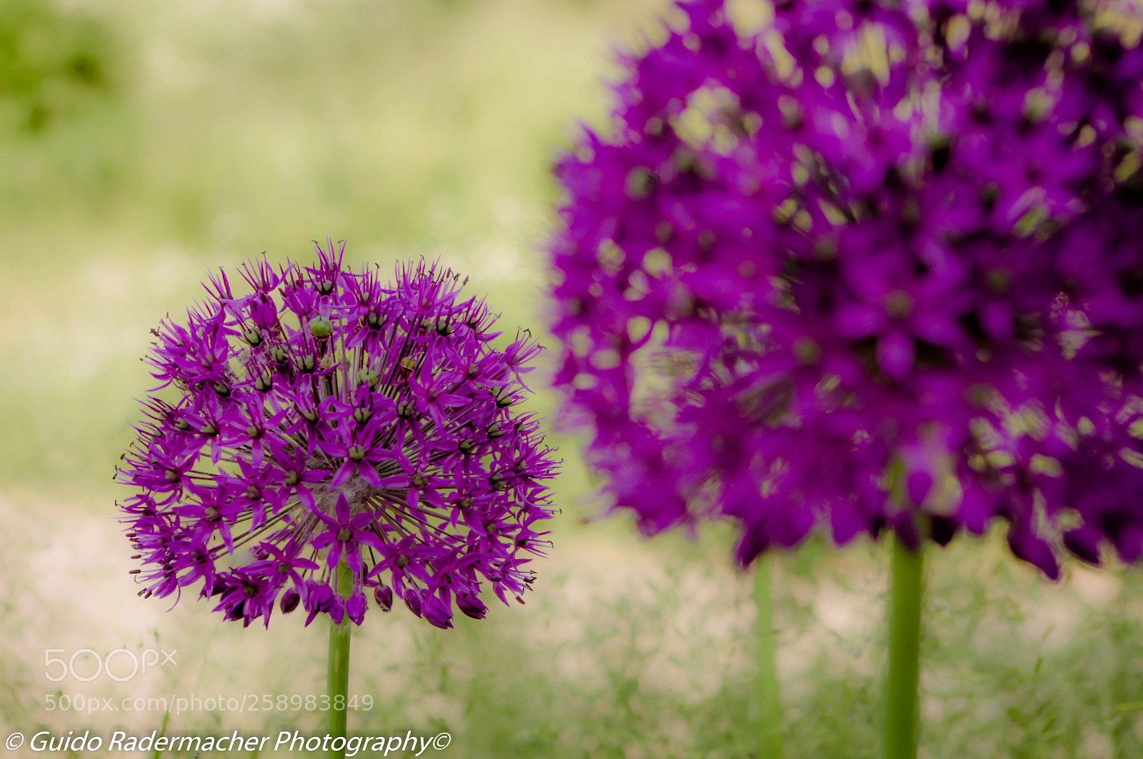 Pentax K-x sample photo. Sternkugellauch photography