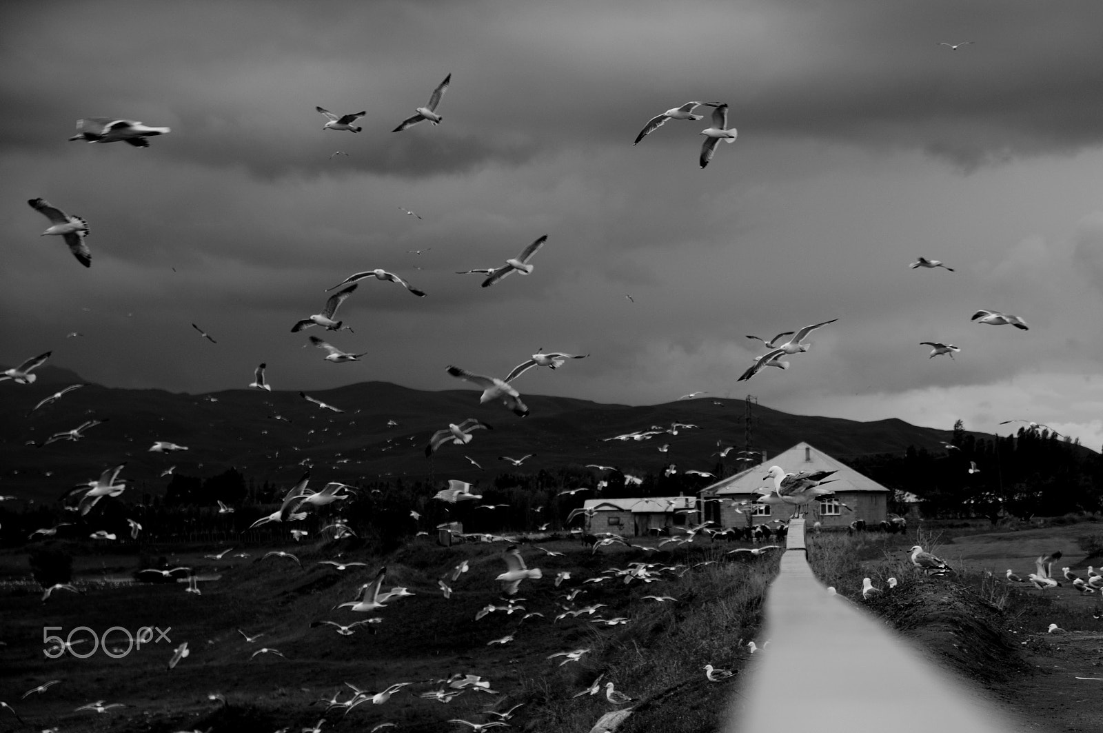 Sigma 17-70mm F2.8-4 DC Macro OS HSM | C sample photo. Seagull photography