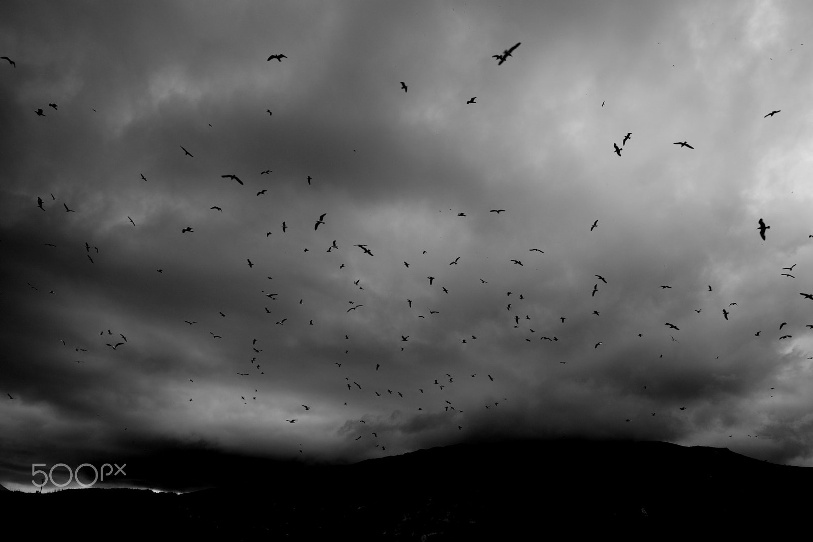 Sigma 17-70mm F2.8-4 DC Macro OS HSM | C sample photo. Black an white photography