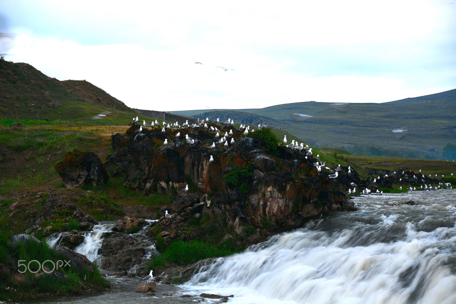 Nikon D7100 sample photo. Fishes waiting... seagull photography