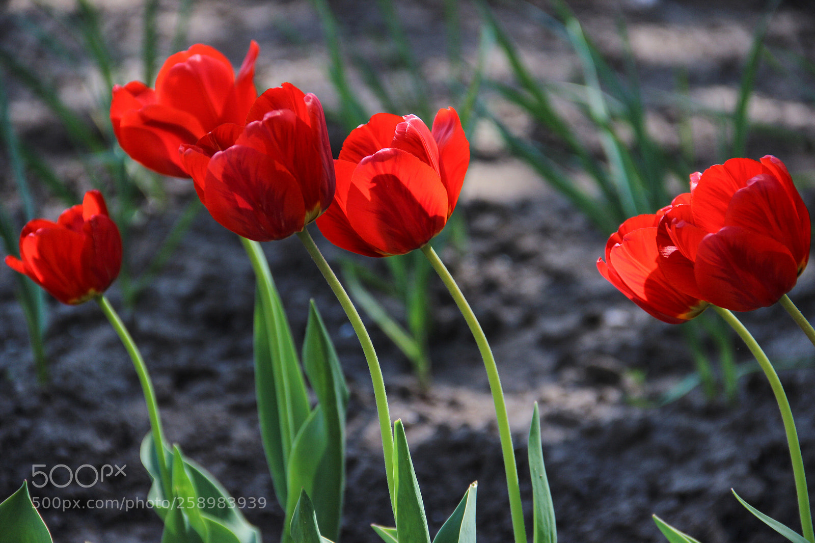Canon EOS 600D (Rebel EOS T3i / EOS Kiss X5) sample photo. Solar tulips photography