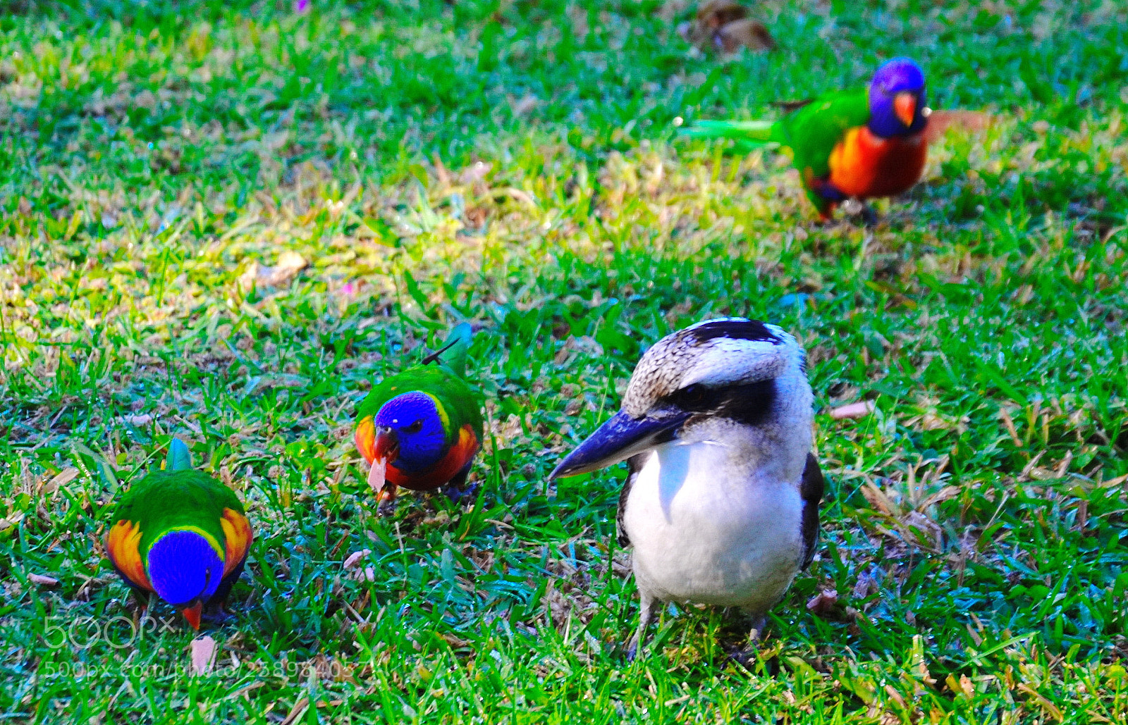 Nikon D5100 sample photo. ()a photography