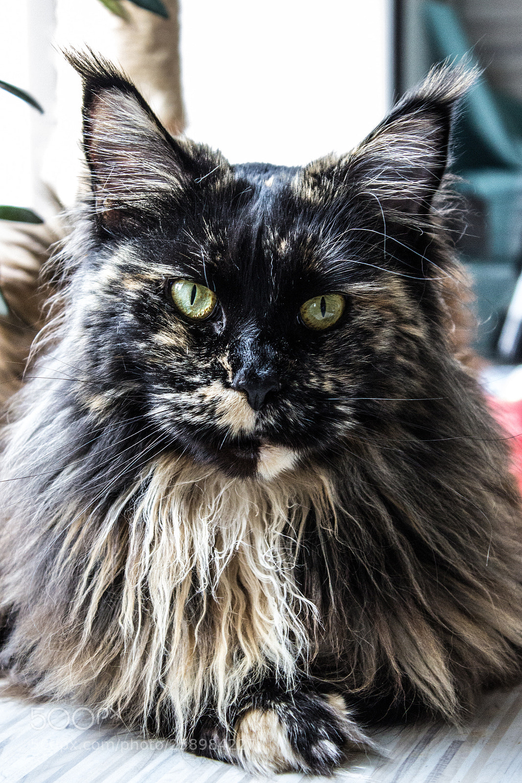 Canon EOS 600D (Rebel EOS T3i / EOS Kiss X5) sample photo. My queen photography