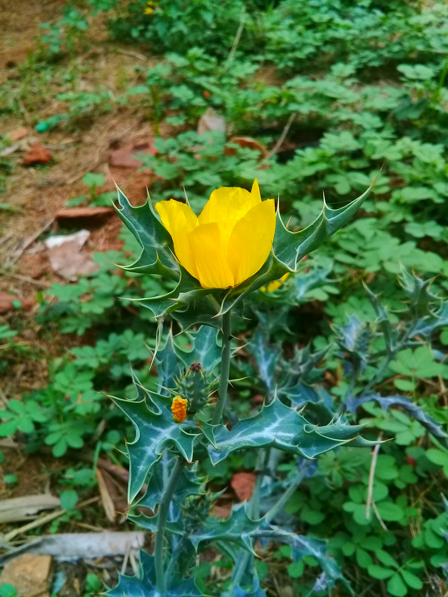 Samsung Galaxy J2 Prime sample photo. Argemone maxicana photography