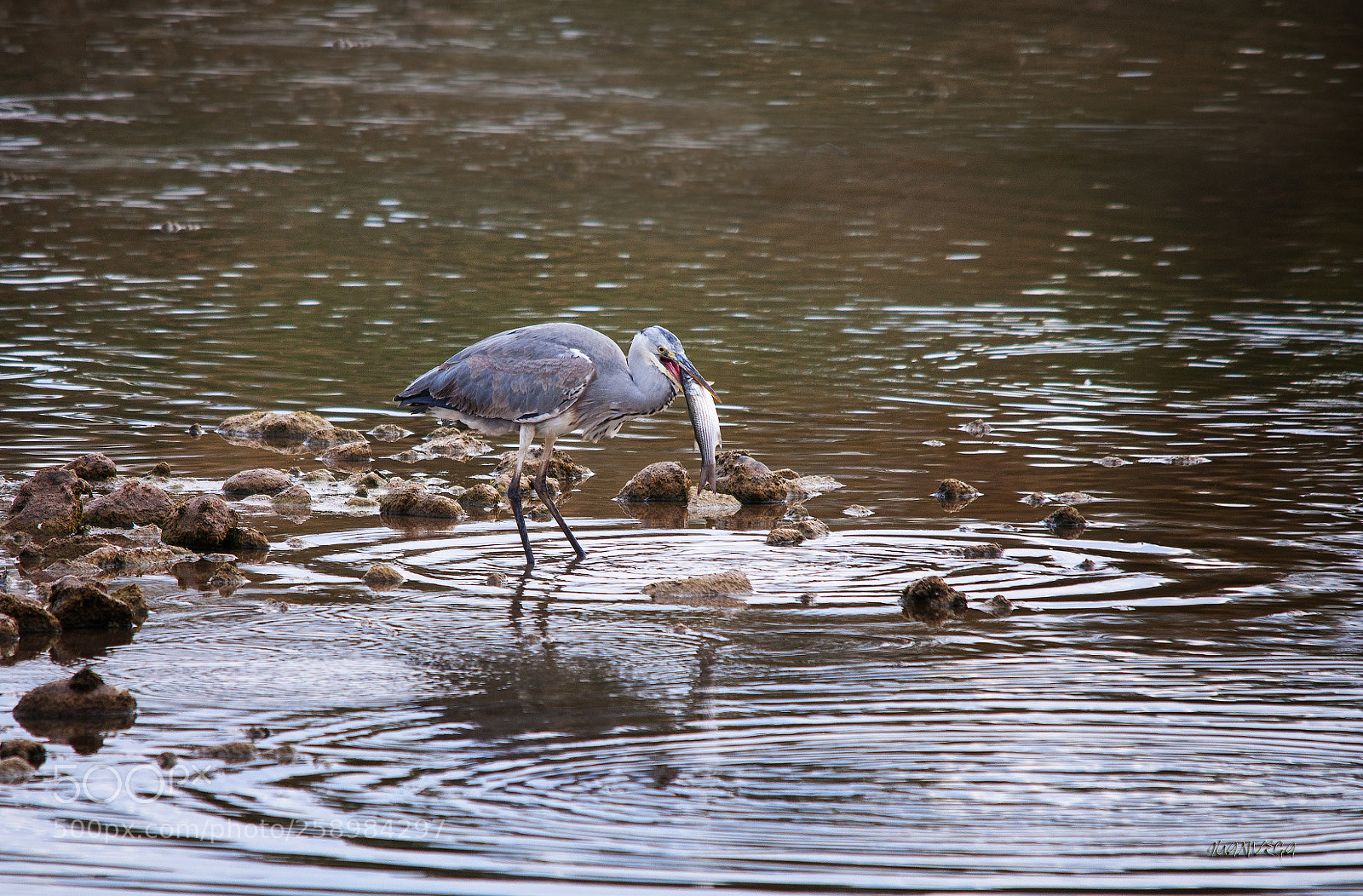 Nikon D90 sample photo. Garza real photography