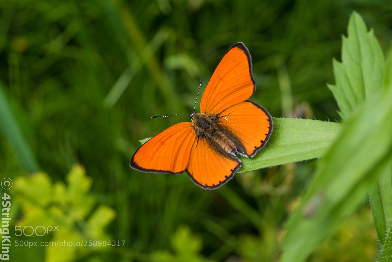 Nikon D750 sample photo. Lycaena photography