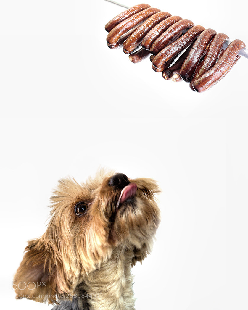 Canon EOS 6D sample photo. Bonnie wants a sausage!! photography