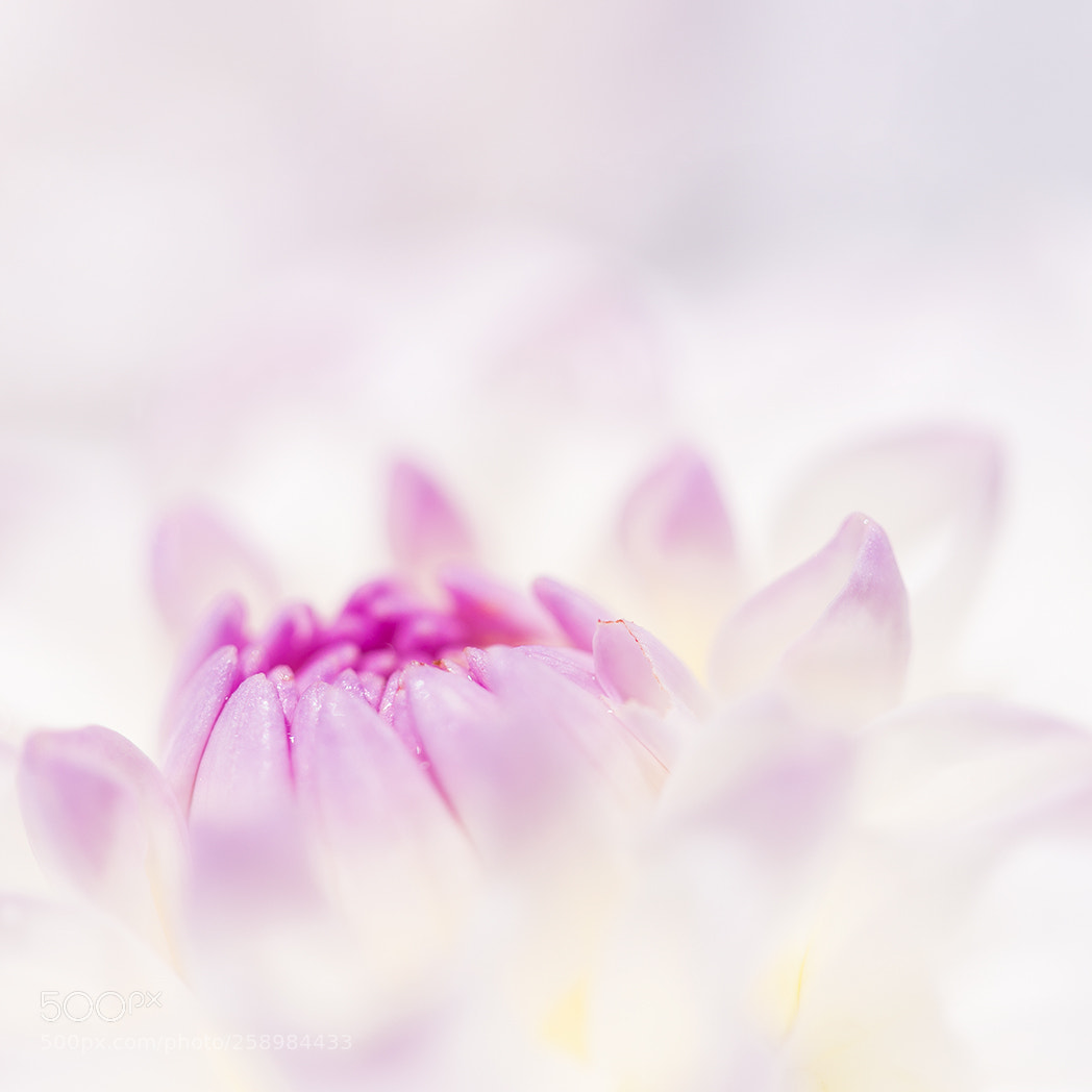 Canon EOS 6D sample photo. Gentle flower photography