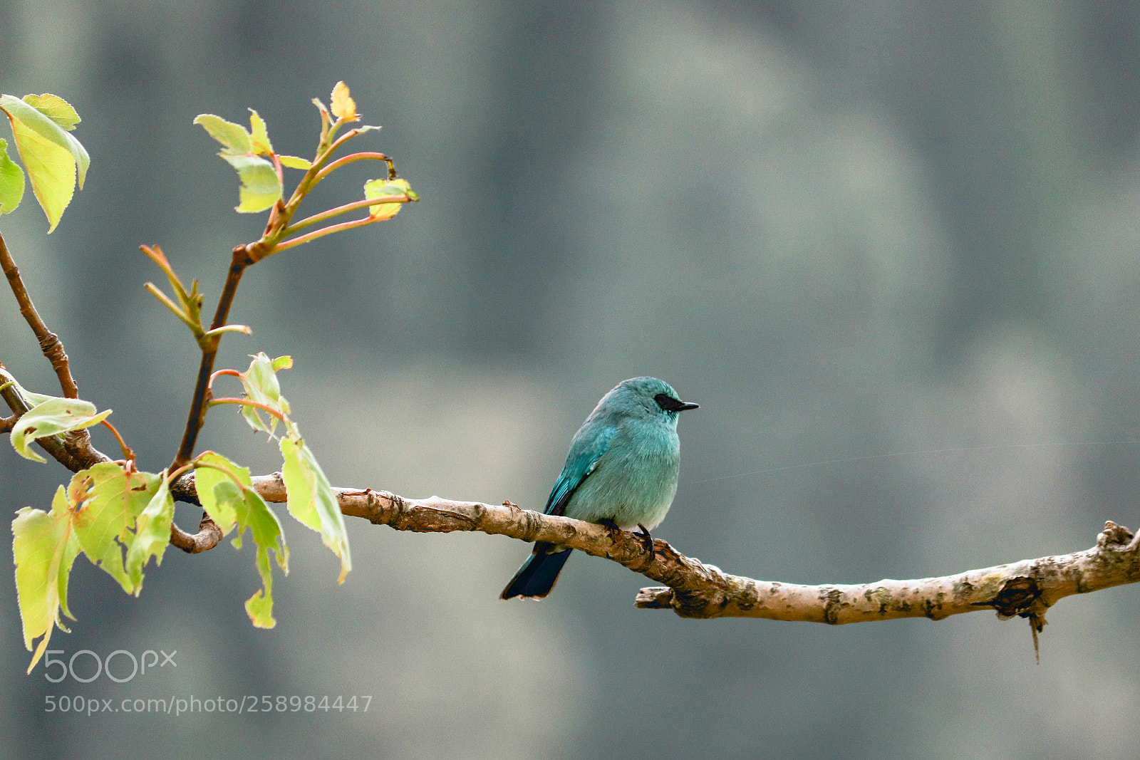 Canon EOS 200D (EOS Rebel SL2 / EOS Kiss X9) sample photo. Bird and nature! photography