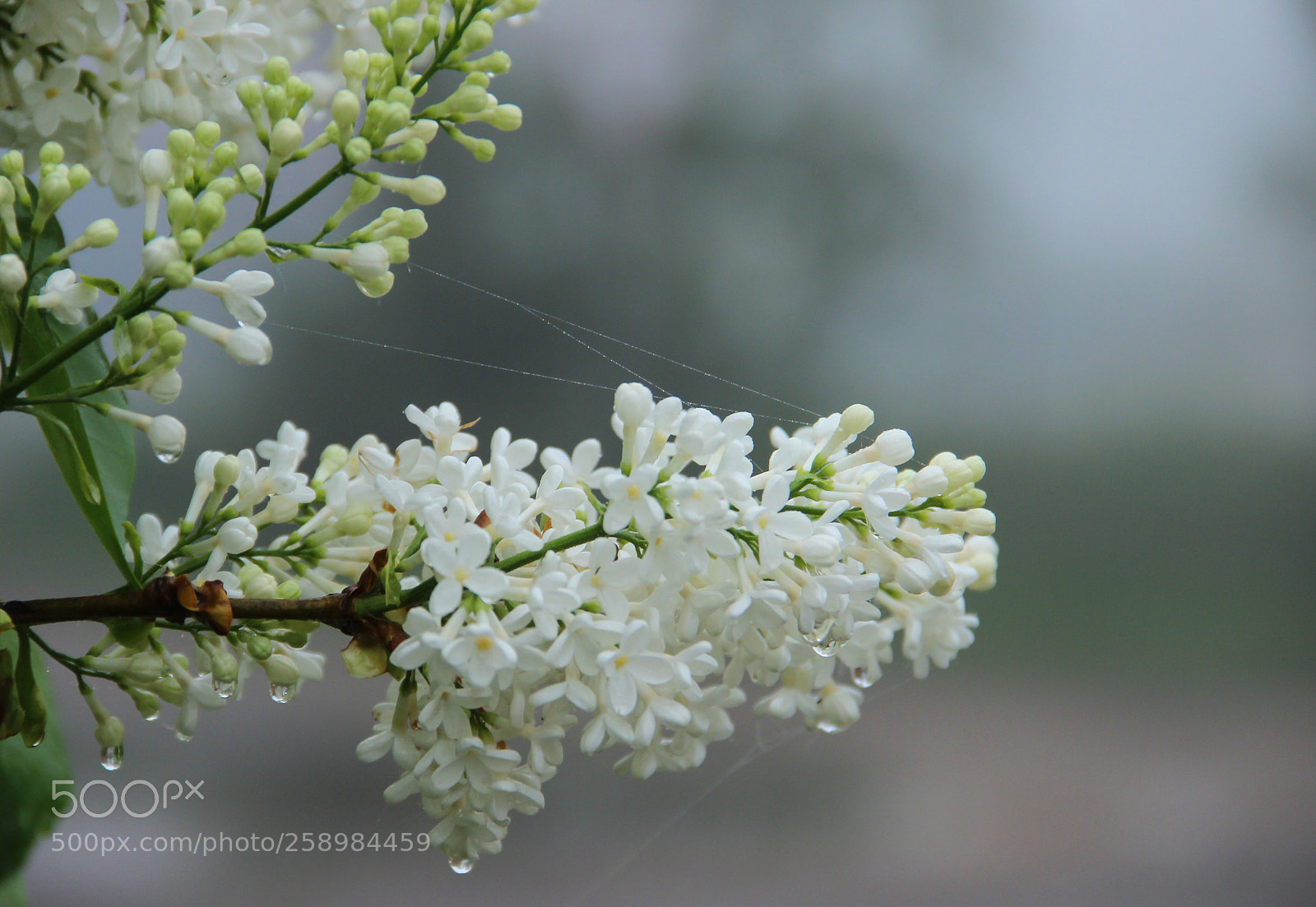 Canon EOS 600D (Rebel EOS T3i / EOS Kiss X5) sample photo. Rainy morning photography