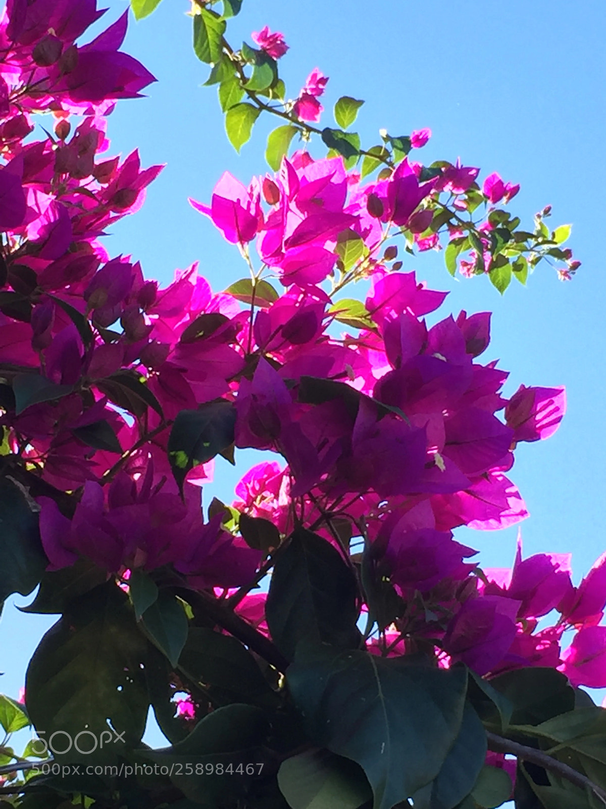 Apple iPhone 6 sample photo. Primavera  photography