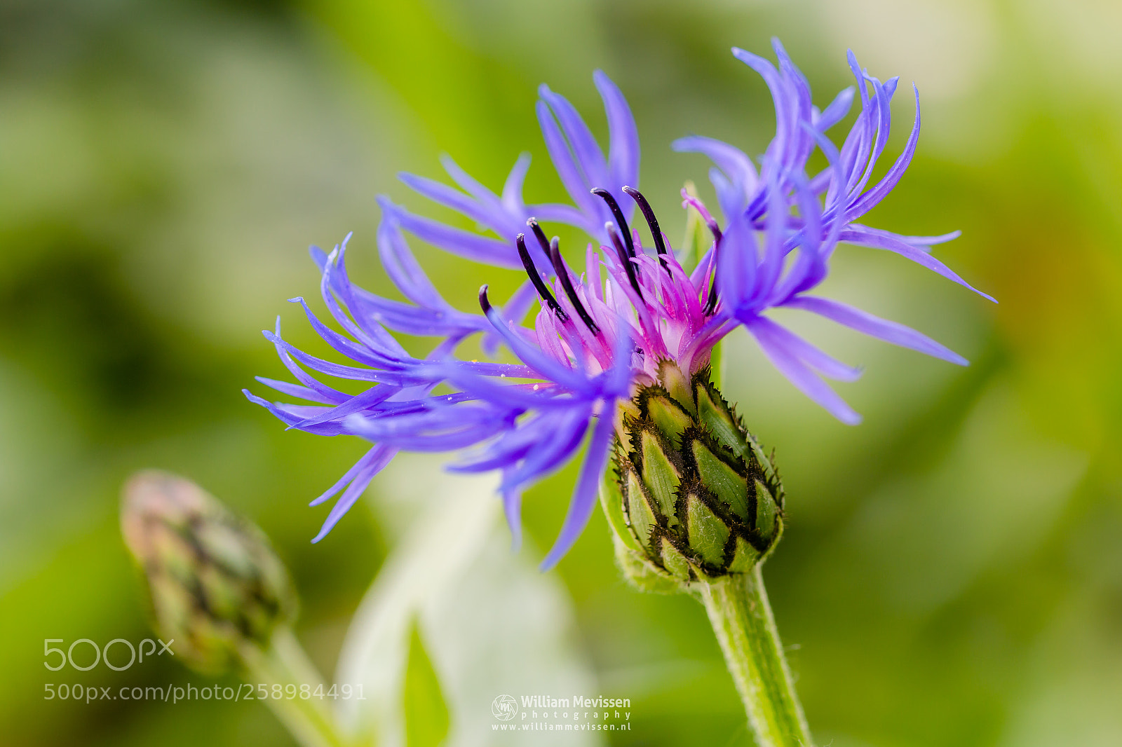 Canon EOS 70D sample photo. Cornflower photography