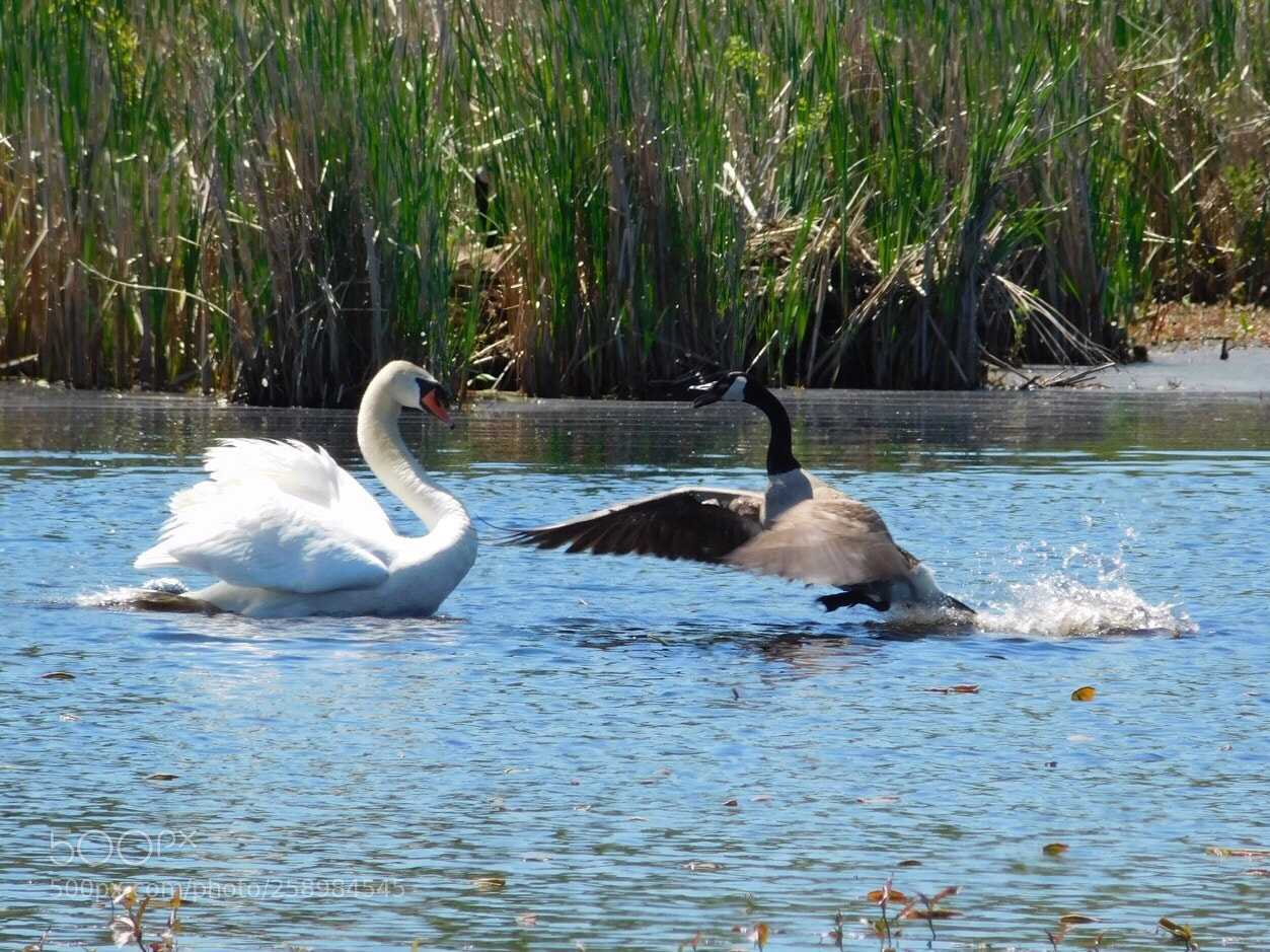 Nikon Coolpix L840 sample photo. Sparkling between swan canada photography