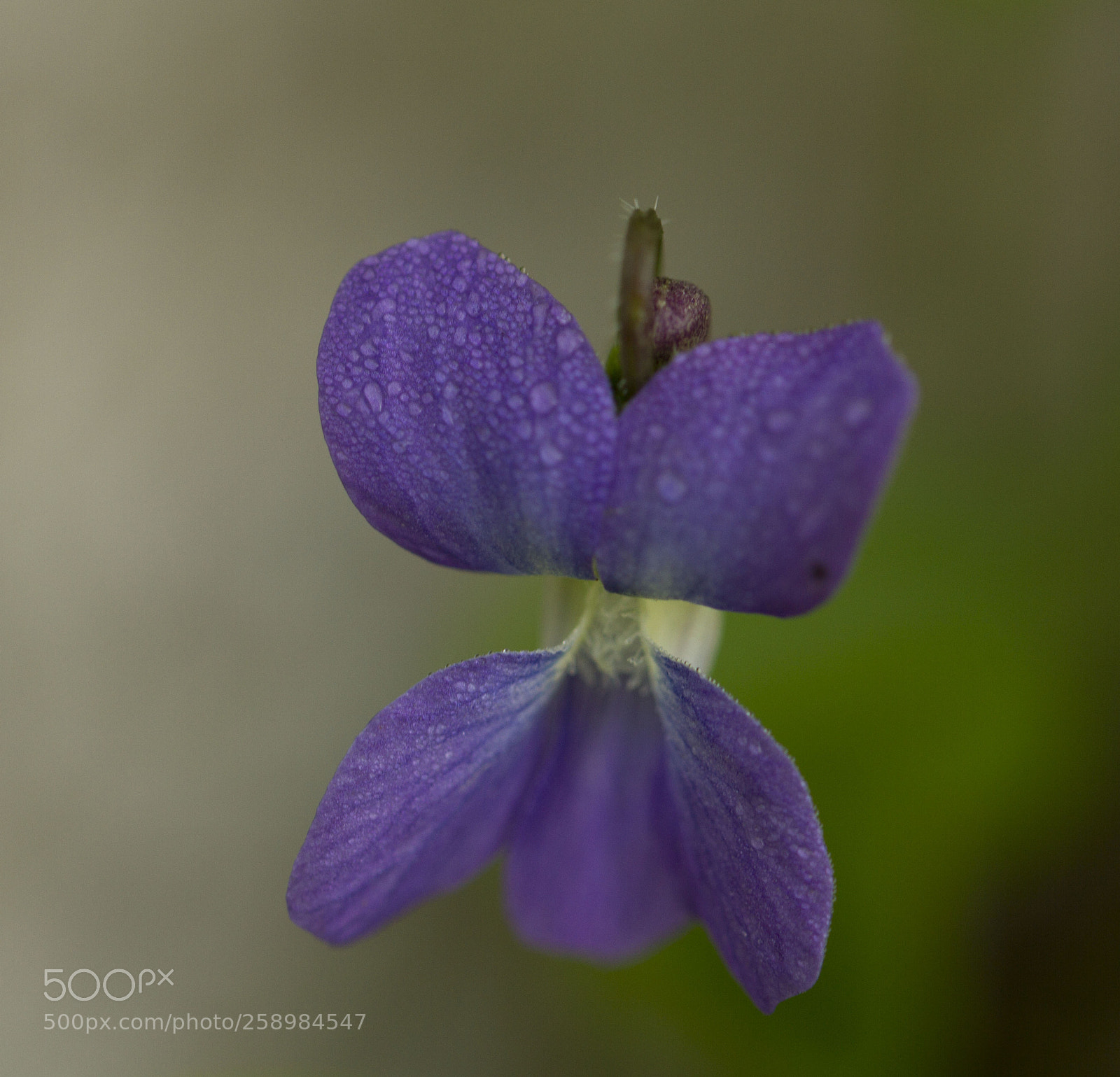 Canon EOS 7D sample photo. Morning dew photography