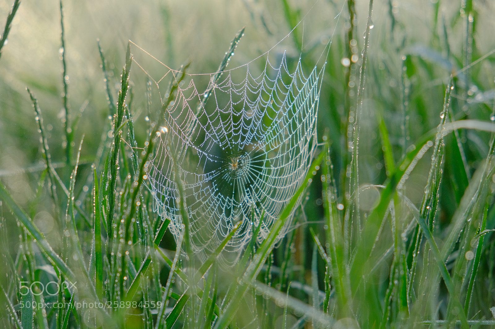 Fujifilm X-T20 sample photo. Spider web photography