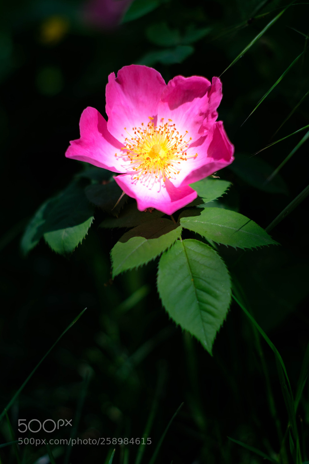 Fujifilm X-T20 sample photo. Pink photography