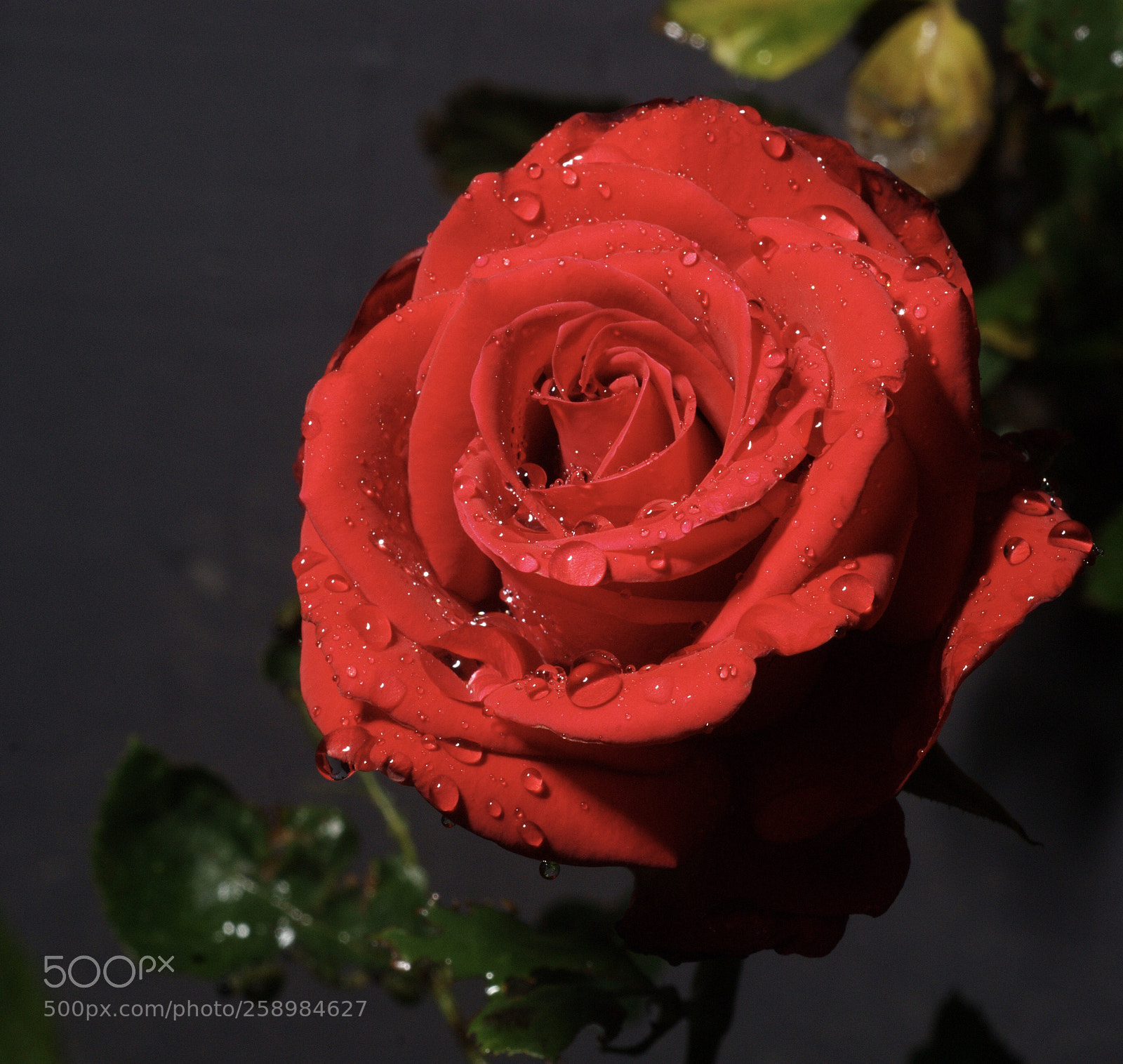 Nikon D200 sample photo. Rose on rainy day photography