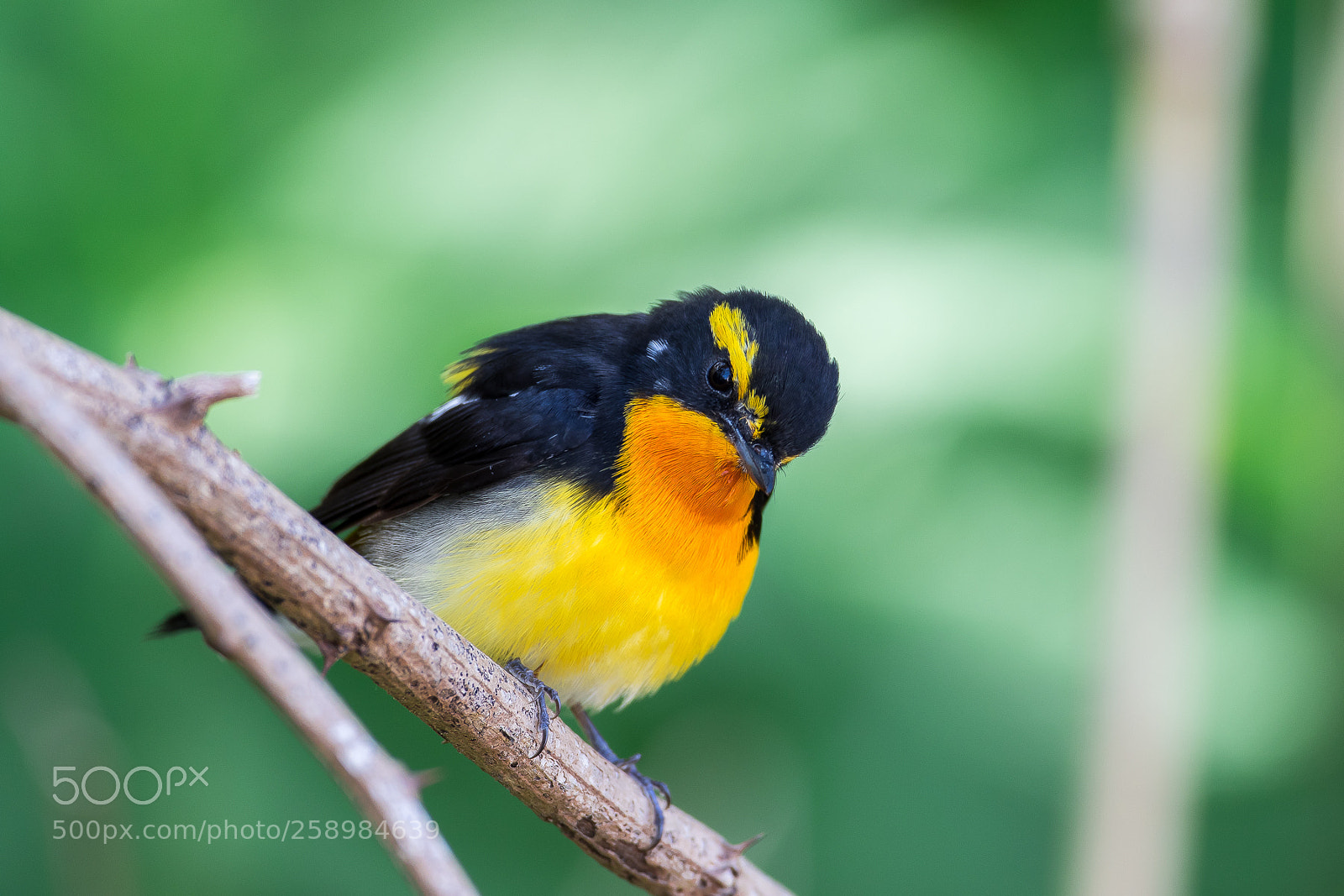 Canon EOS 7D Mark II sample photo. Narcissus flycatcher(male) photography