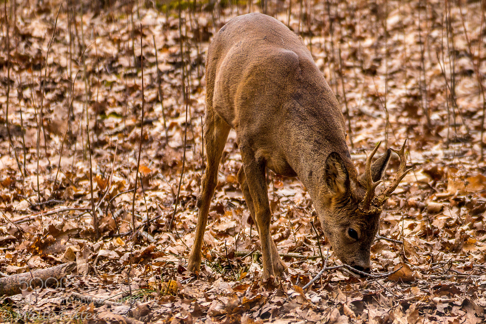 Canon EOS 70D sample photo. Rehbock  photography