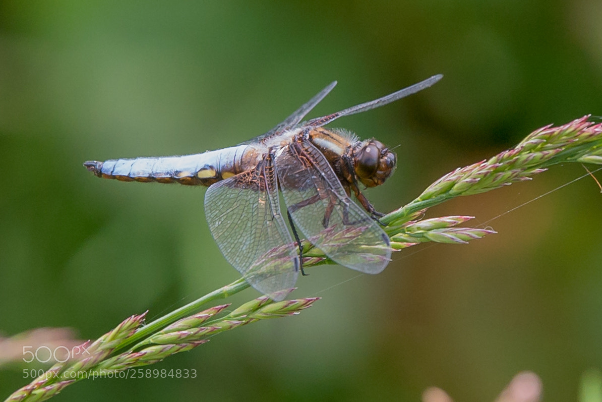 Nikon D750 sample photo. Dragonfly! photography