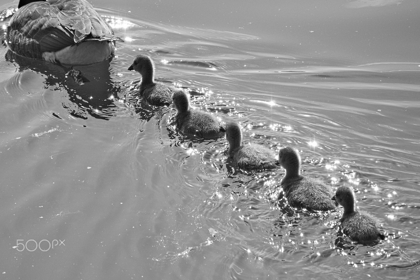 Nikon 1 V2 sample photo. Goslings photography