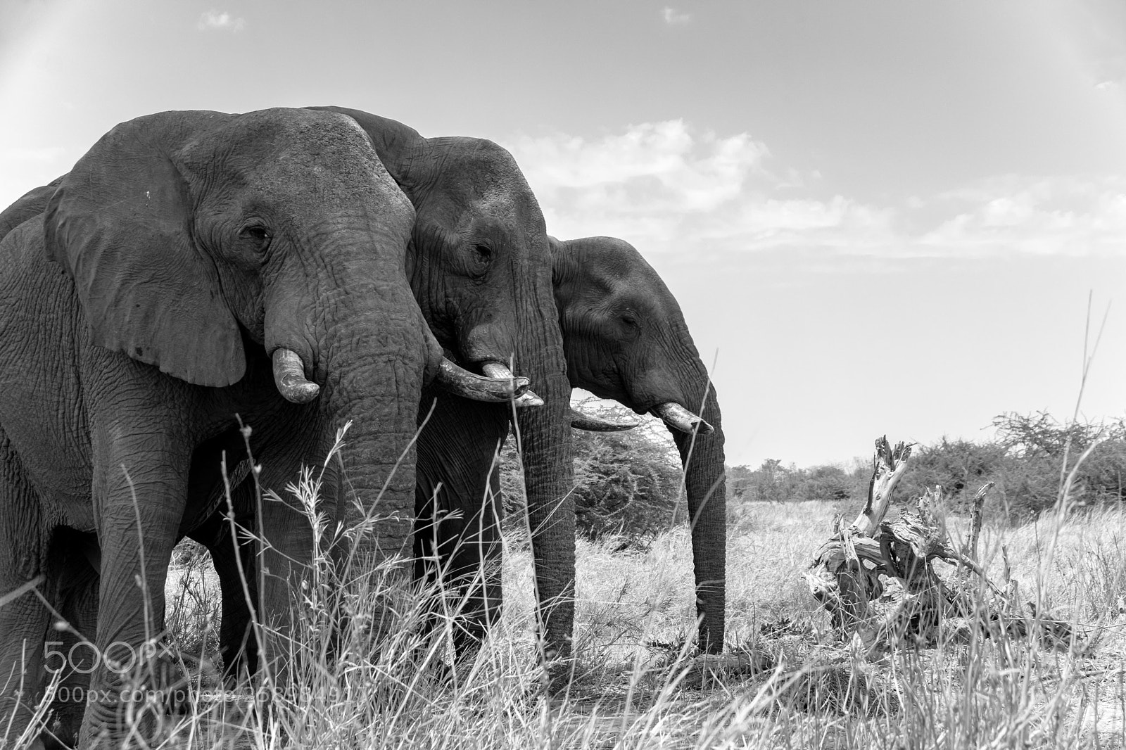 Nikon D3300 sample photo. The three wise elephants photography