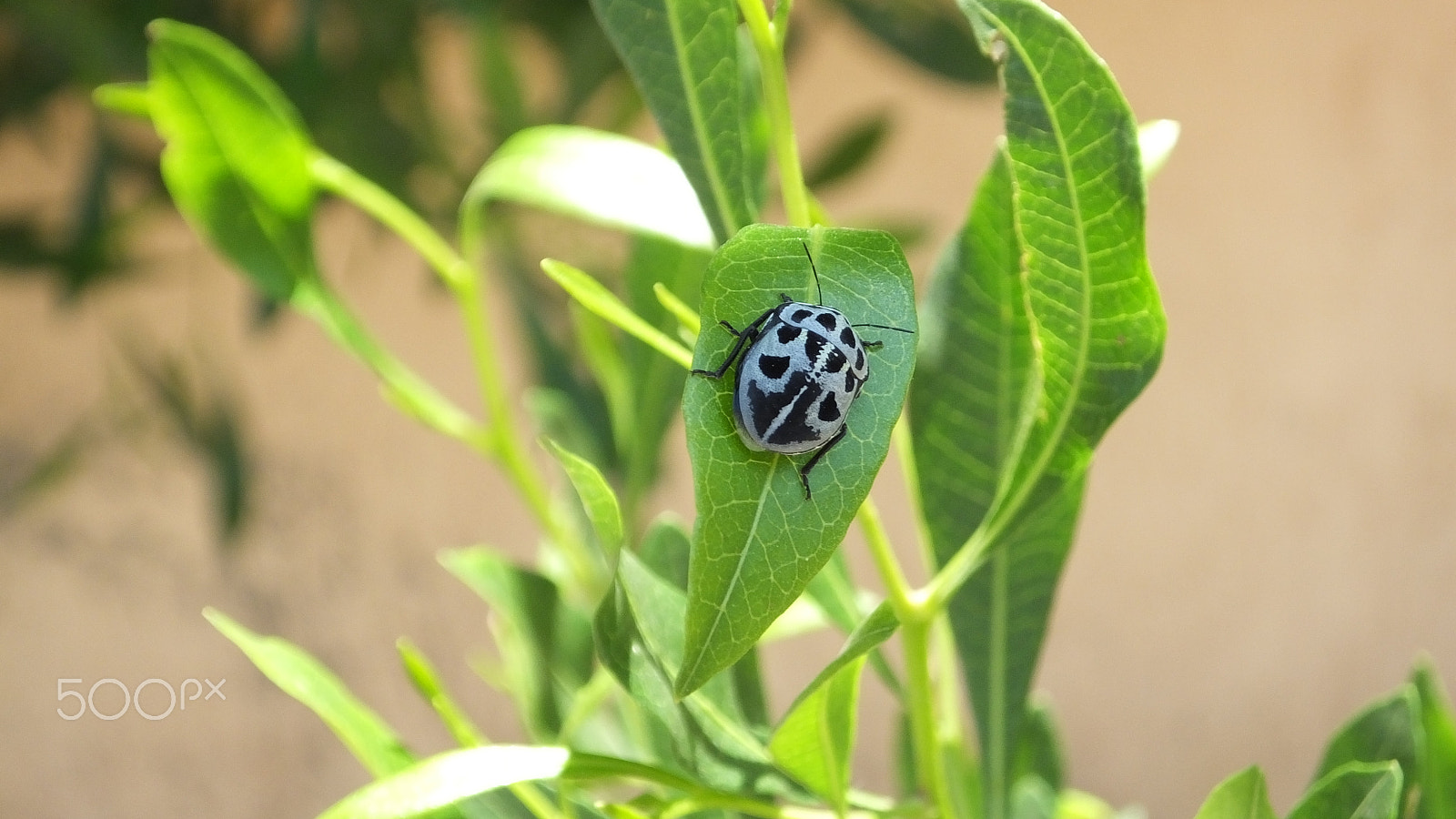 Fujifilm FinePix HS50 EXR sample photo. Summer green & insect photography