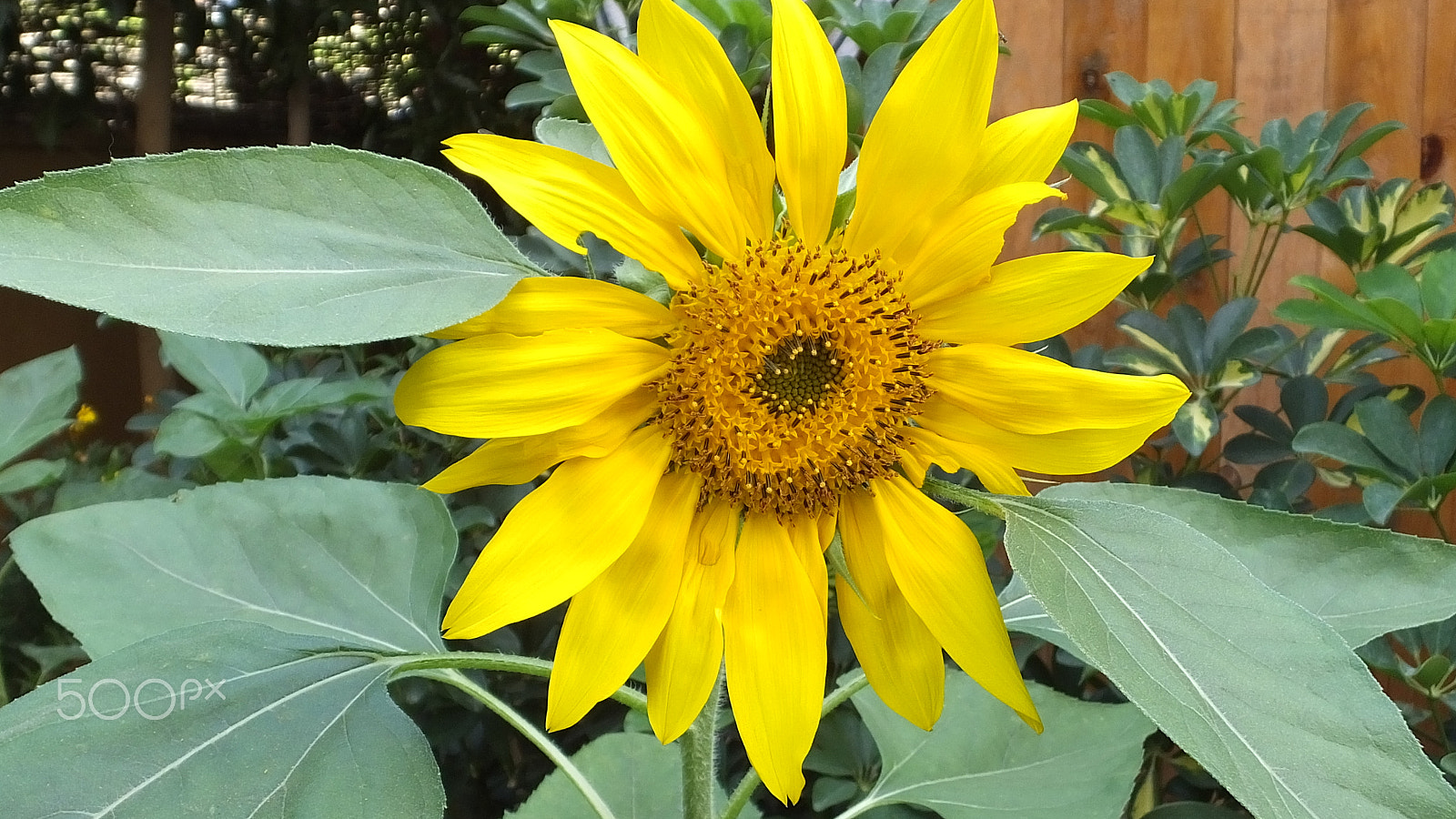 Fujifilm FinePix HS50 EXR sample photo. First sunflower photography