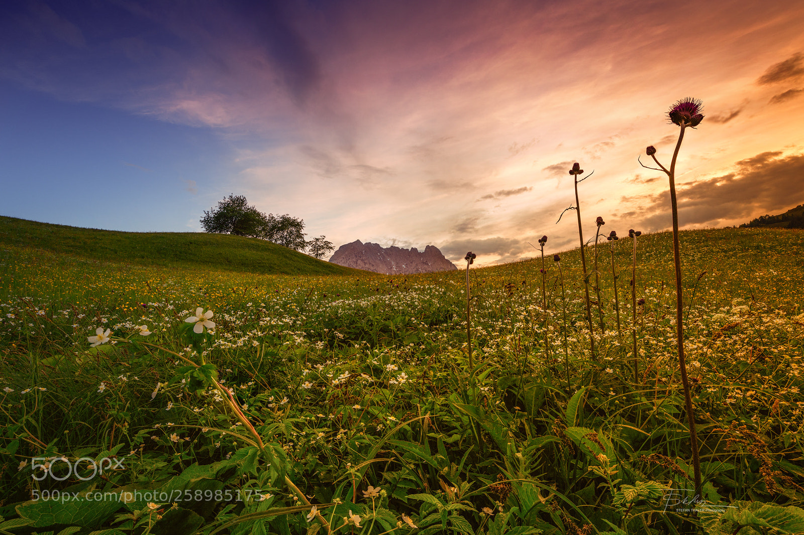 Nikon D850 sample photo. Early summer evening photography