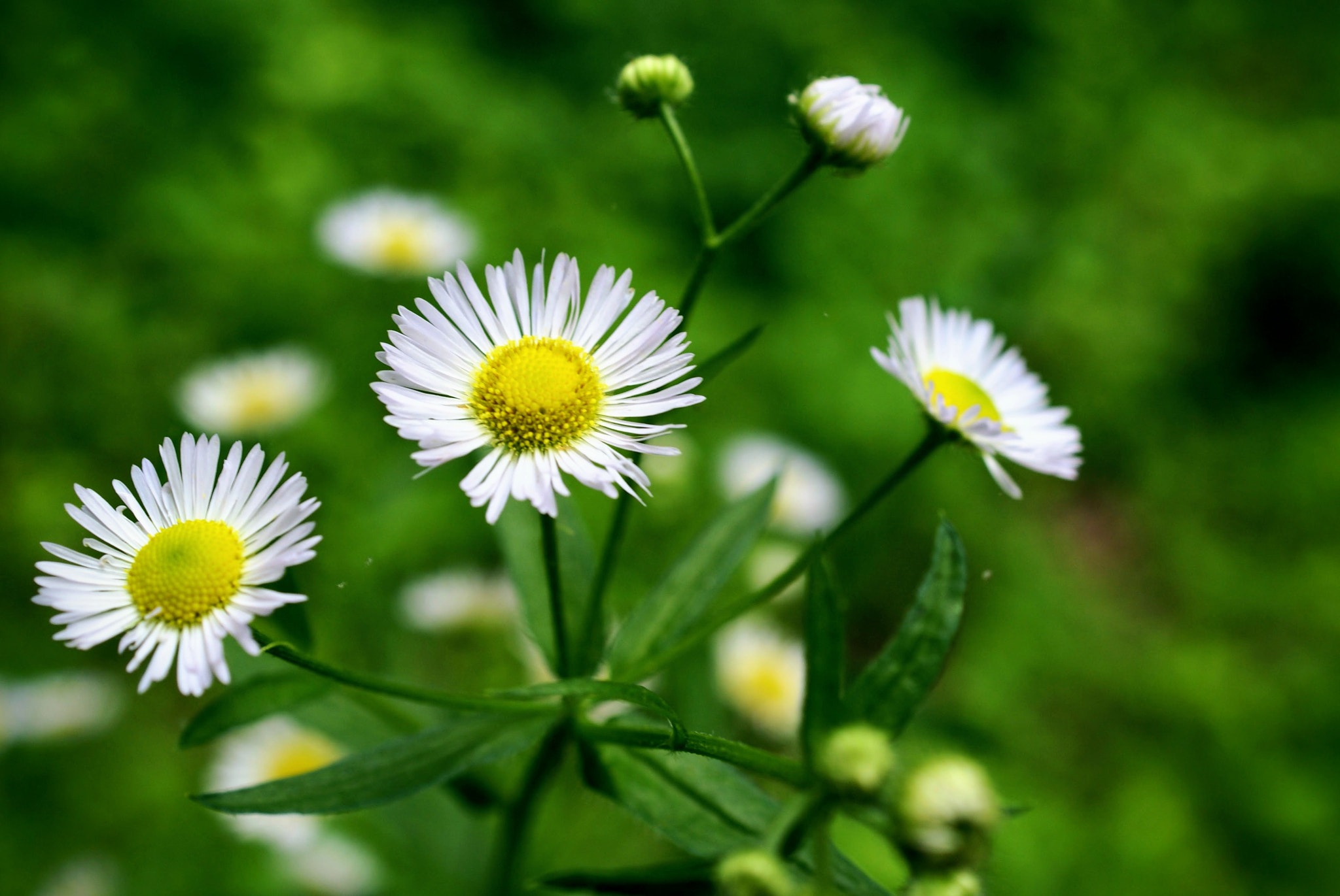 Sony Alpha DSLR-A100 + Sony DT 30mm F2.8 Macro SAM sample photo. Weeds iii photography