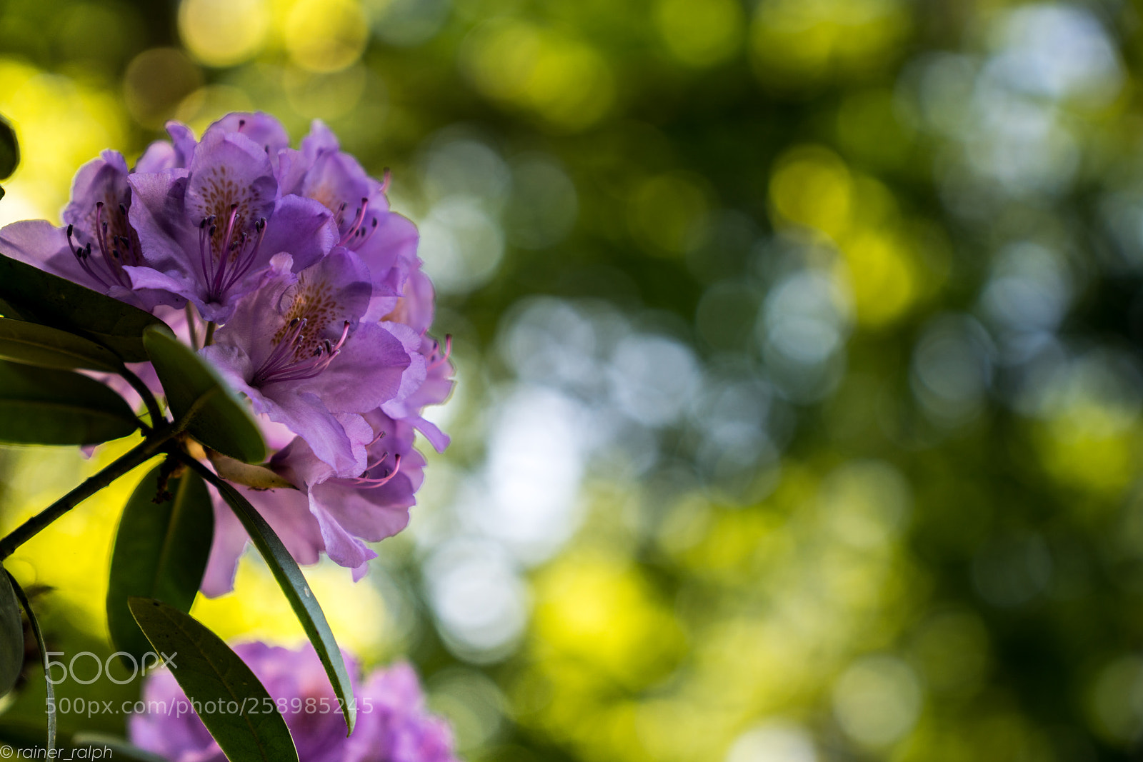 Sony a7R III sample photo. Rhododendron ii photography