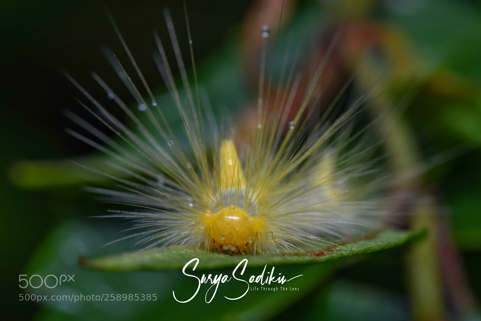 Nikon D850 sample photo. Starburst photography