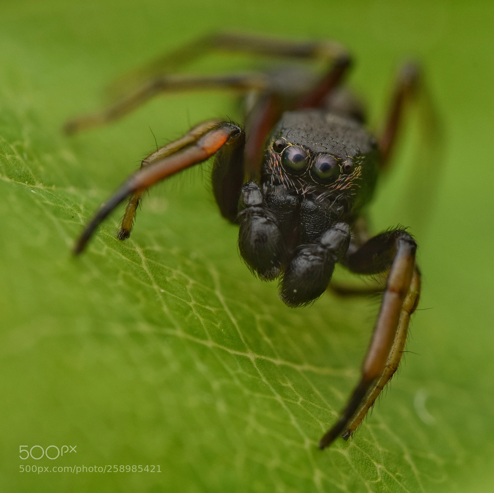 Nikon D3300 sample photo. Leptorchestes berolinensis male photography