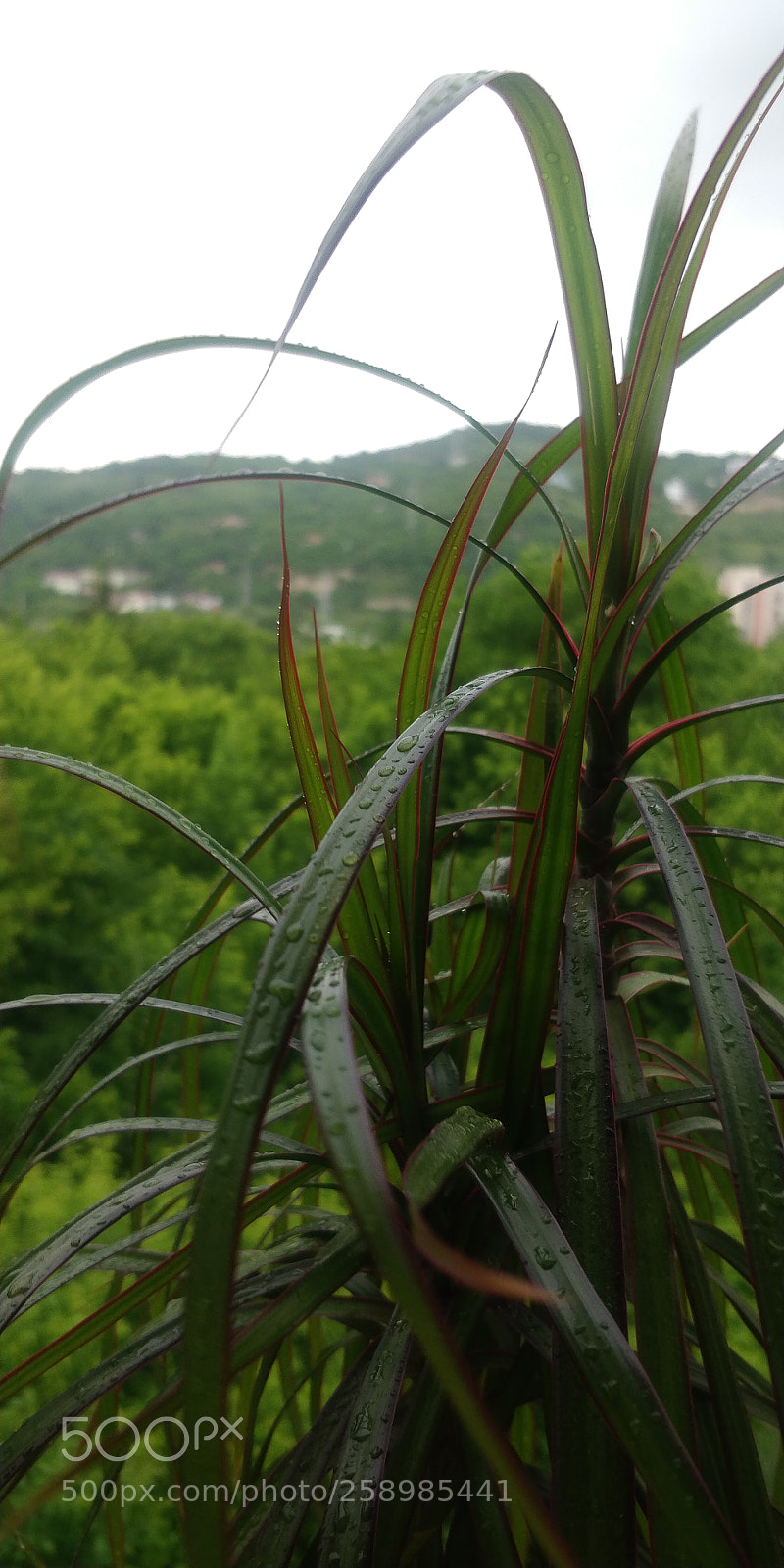 OnePlus 5T sample photo. Rainy photography