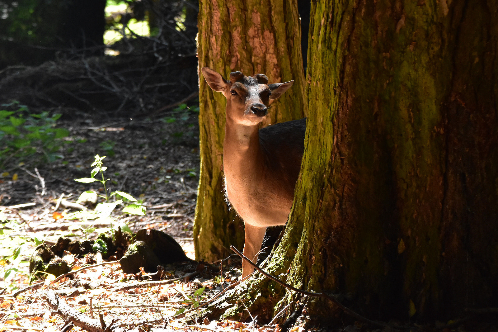 Nikon D7200 sample photo. Daino photography