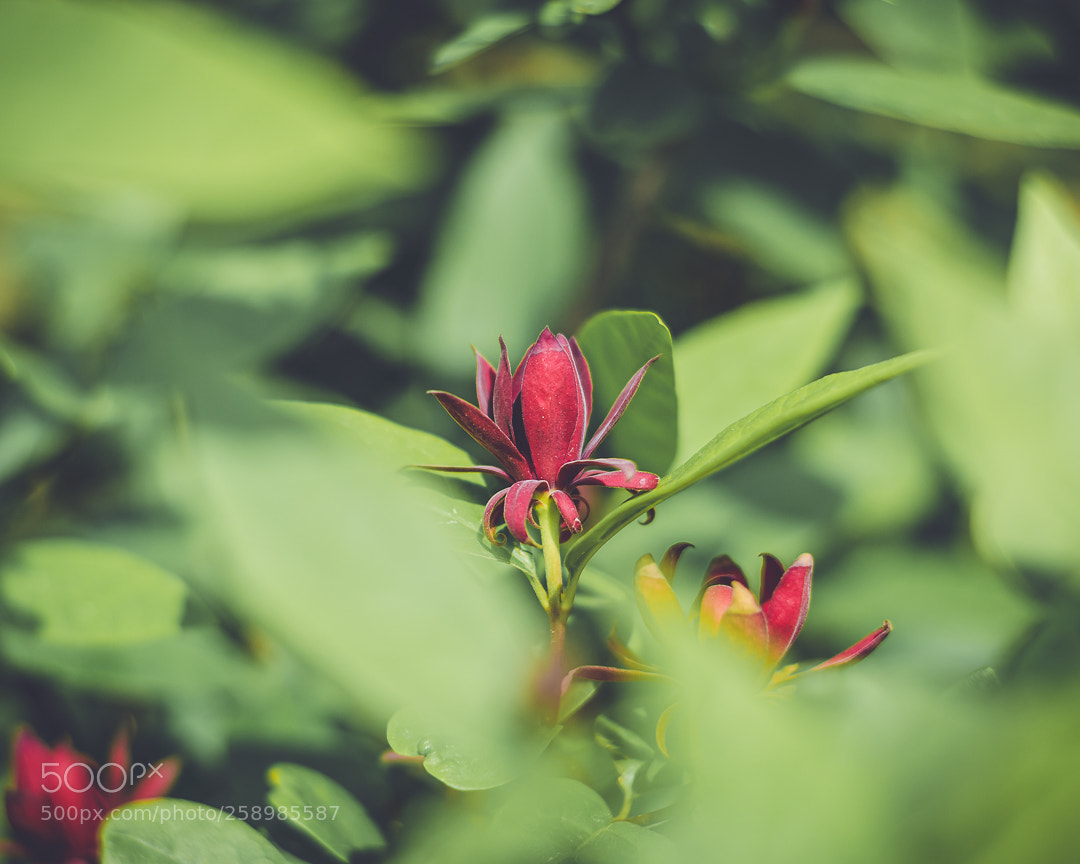 Nikon D5100 sample photo. Flower_21 photography