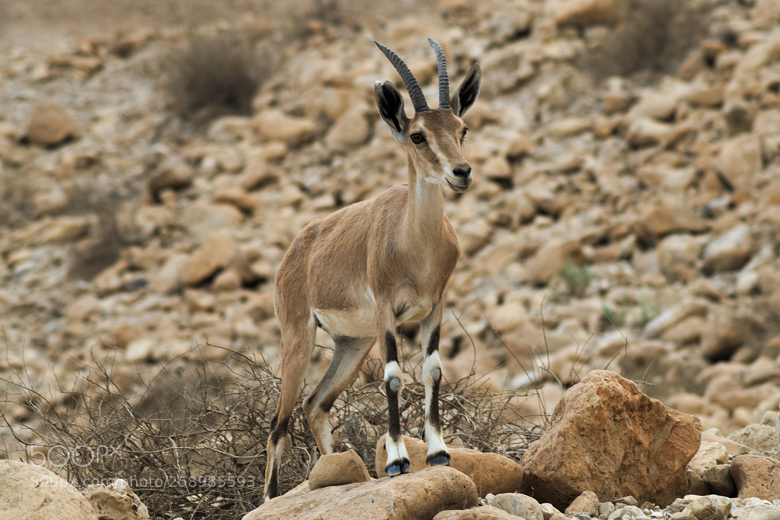 Nikon D3300 sample photo. Capricorn in the desserts photography