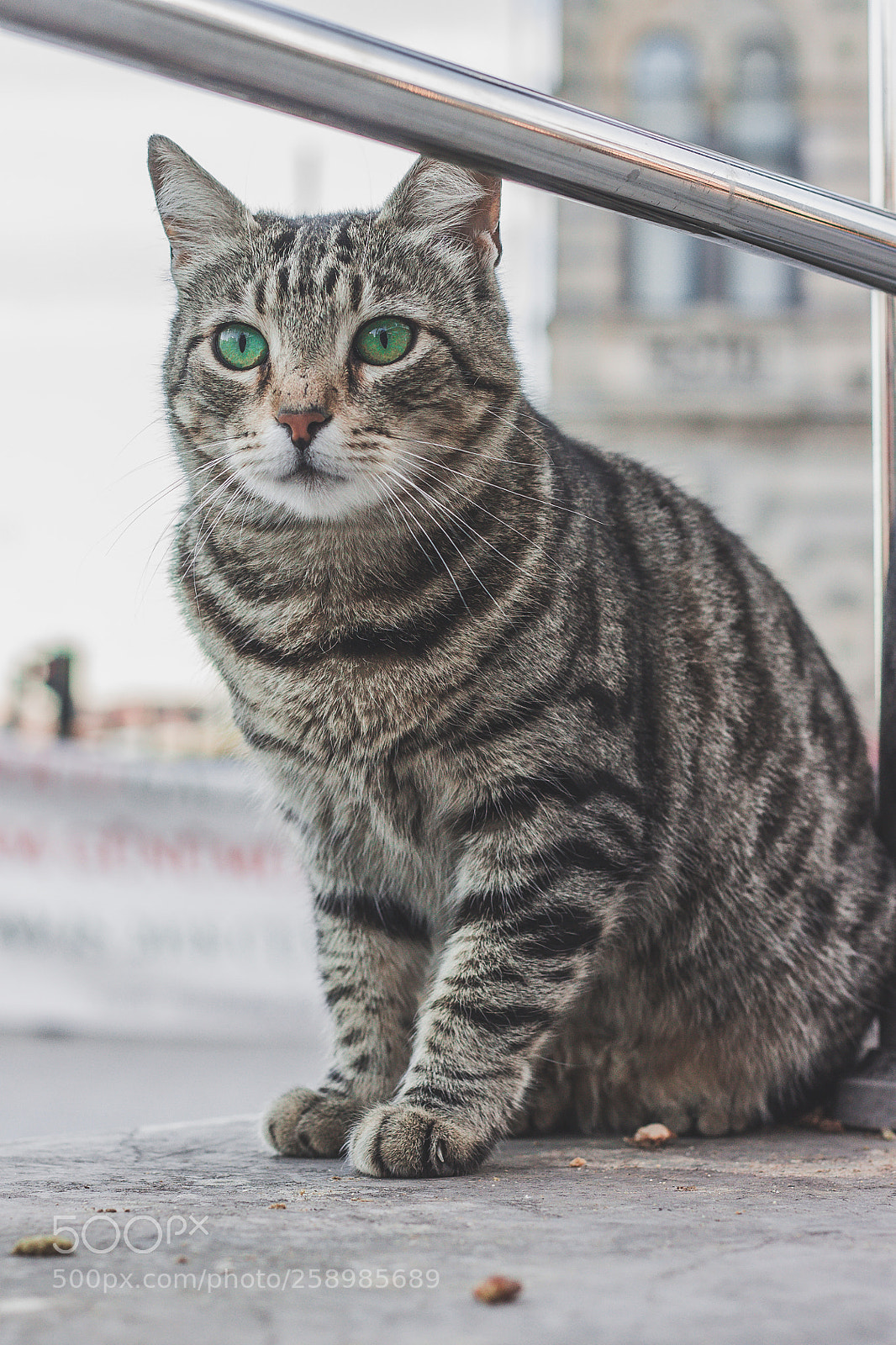 Canon EOS 1100D (EOS Rebel T3 / EOS Kiss X50) sample photo. Cat photography