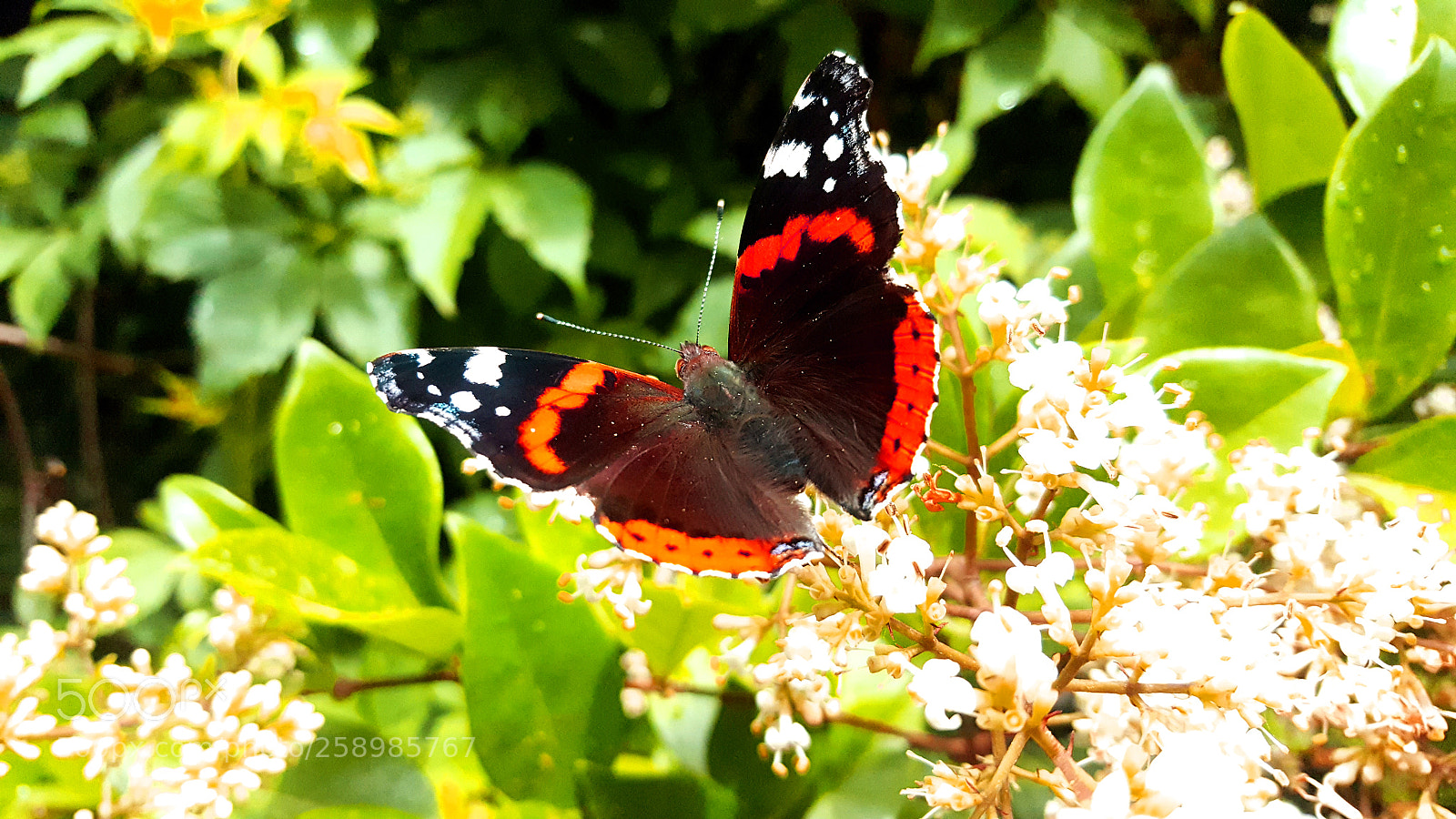 Samsung Galaxy S6 sample photo. Spring butterfly photography
